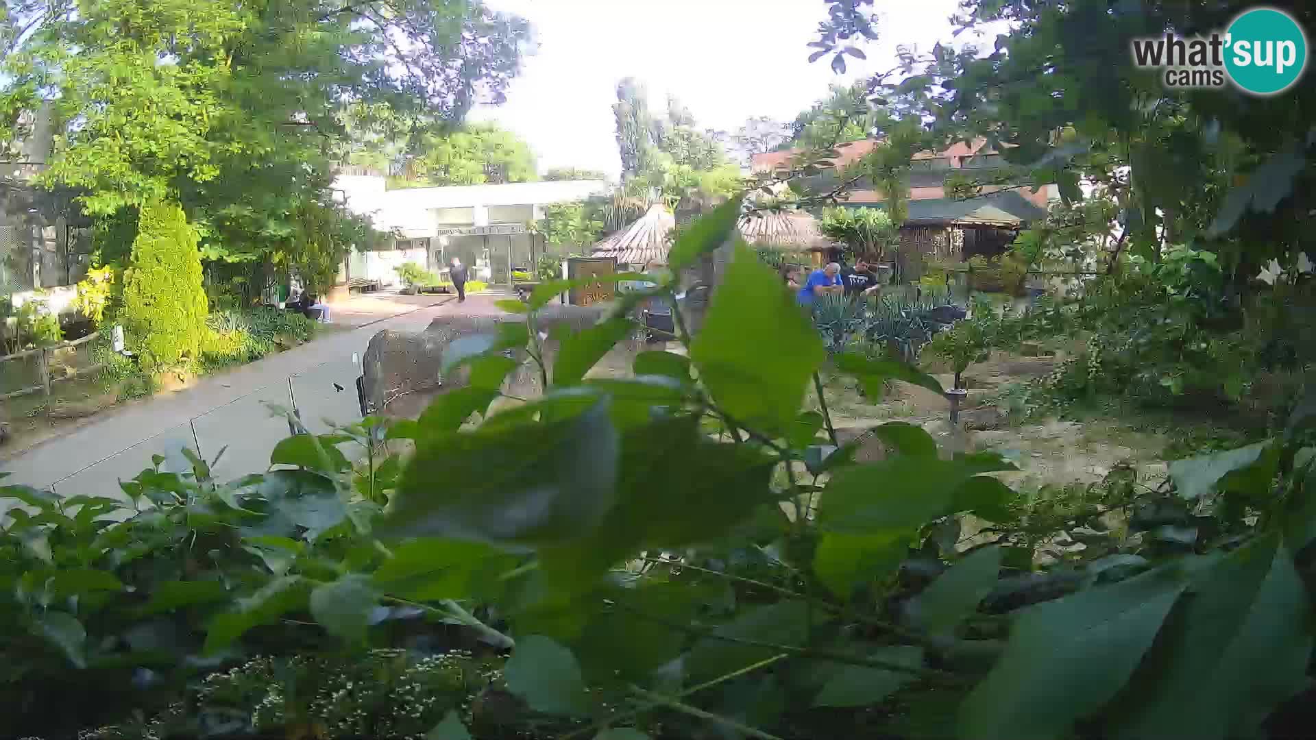 Zoo Zagreb – Suricata