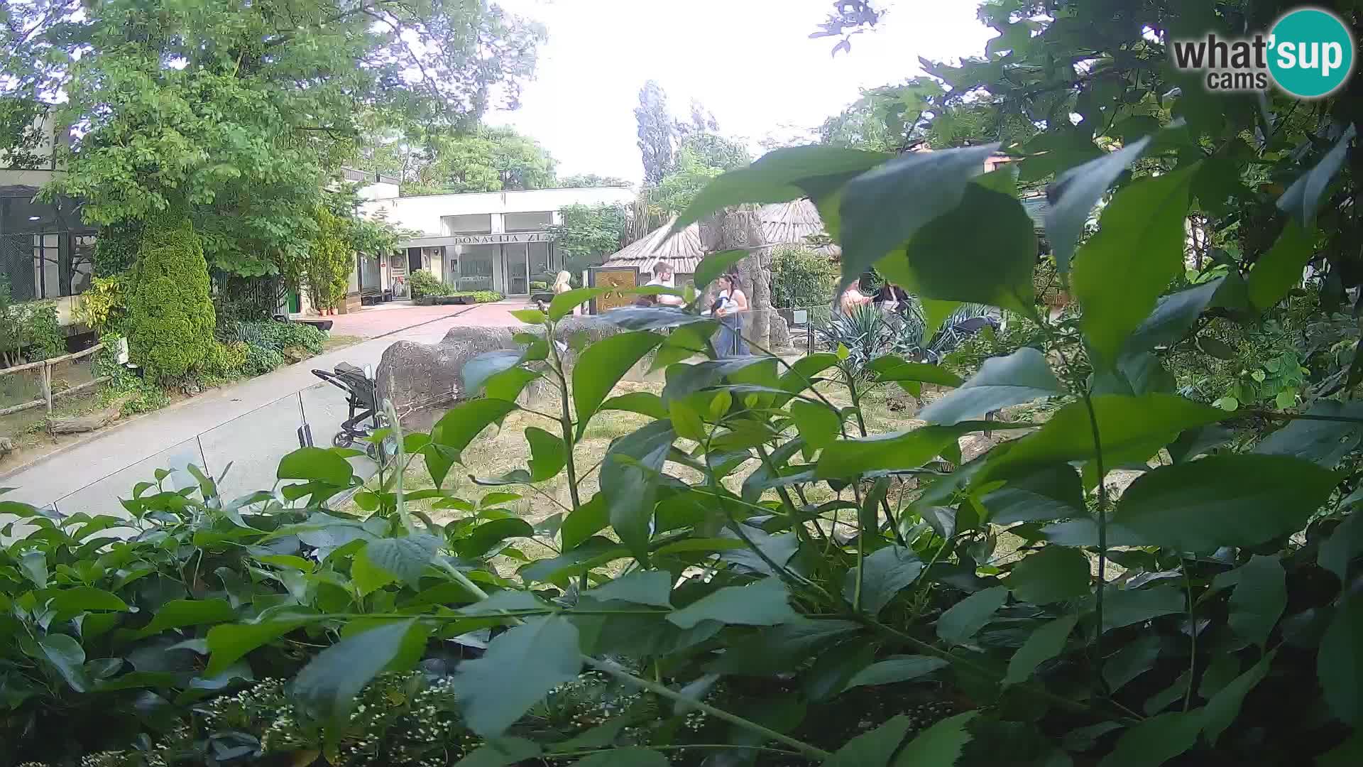 Zoo Zagreb – Suricata