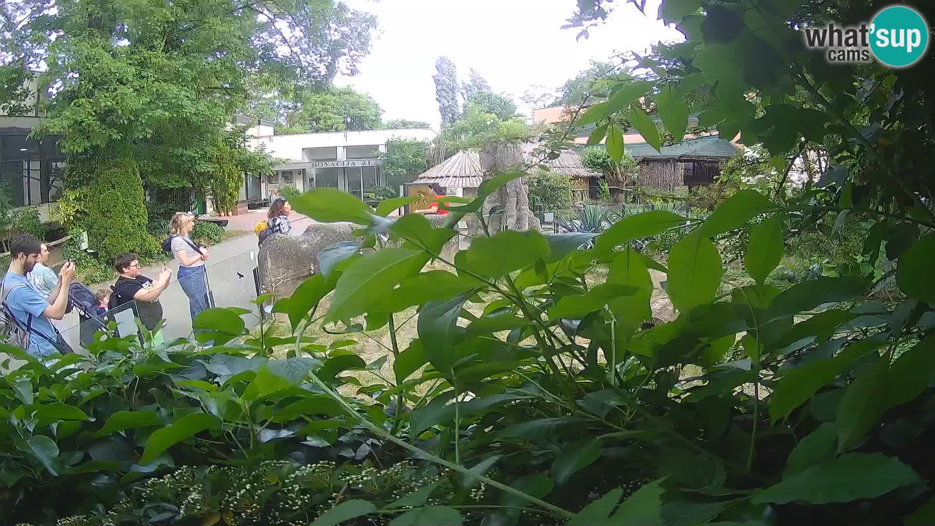Zoo Zagreb – Suricate
