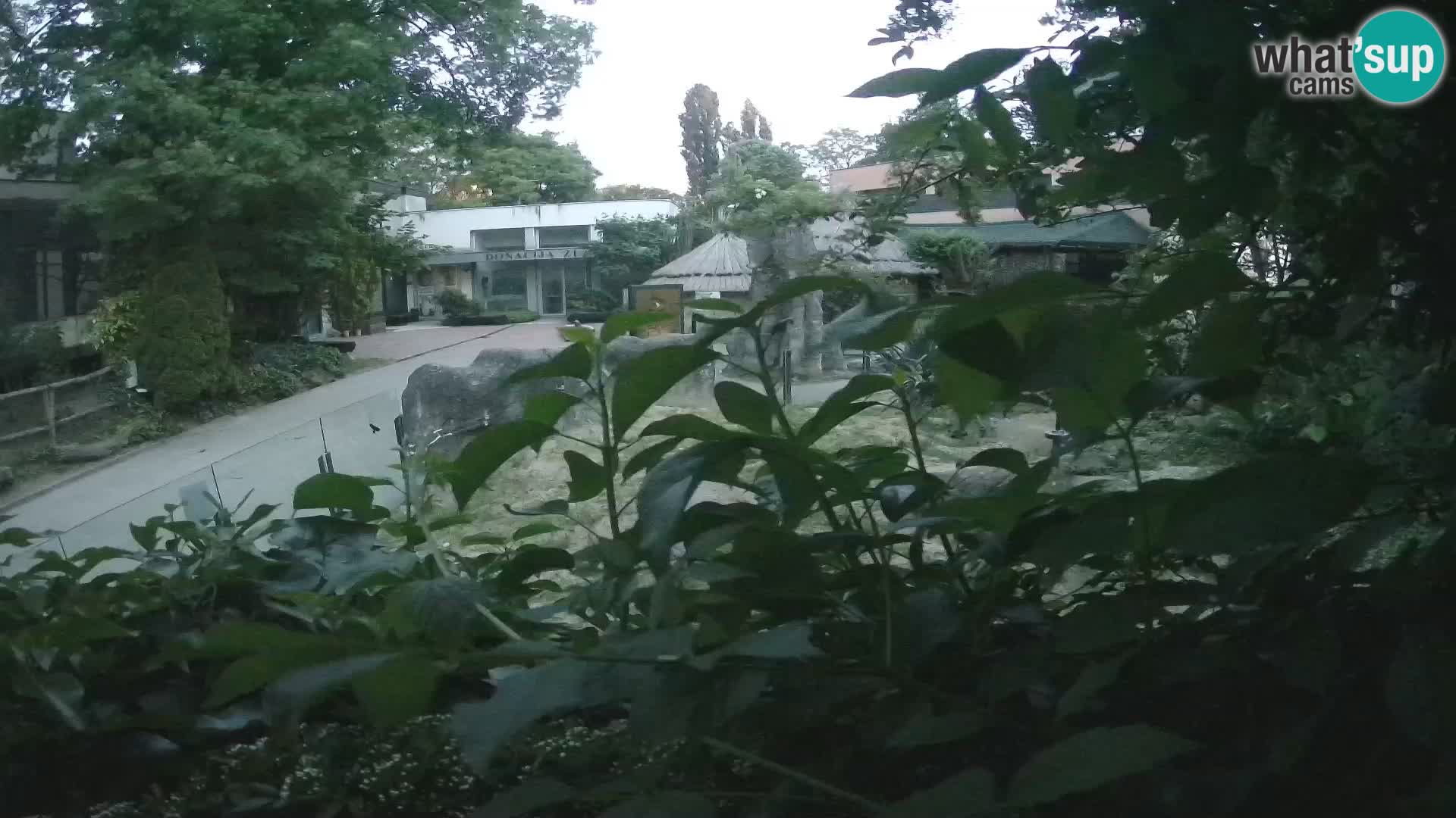 Zoo Zagreb – Meerkat (Suricate)