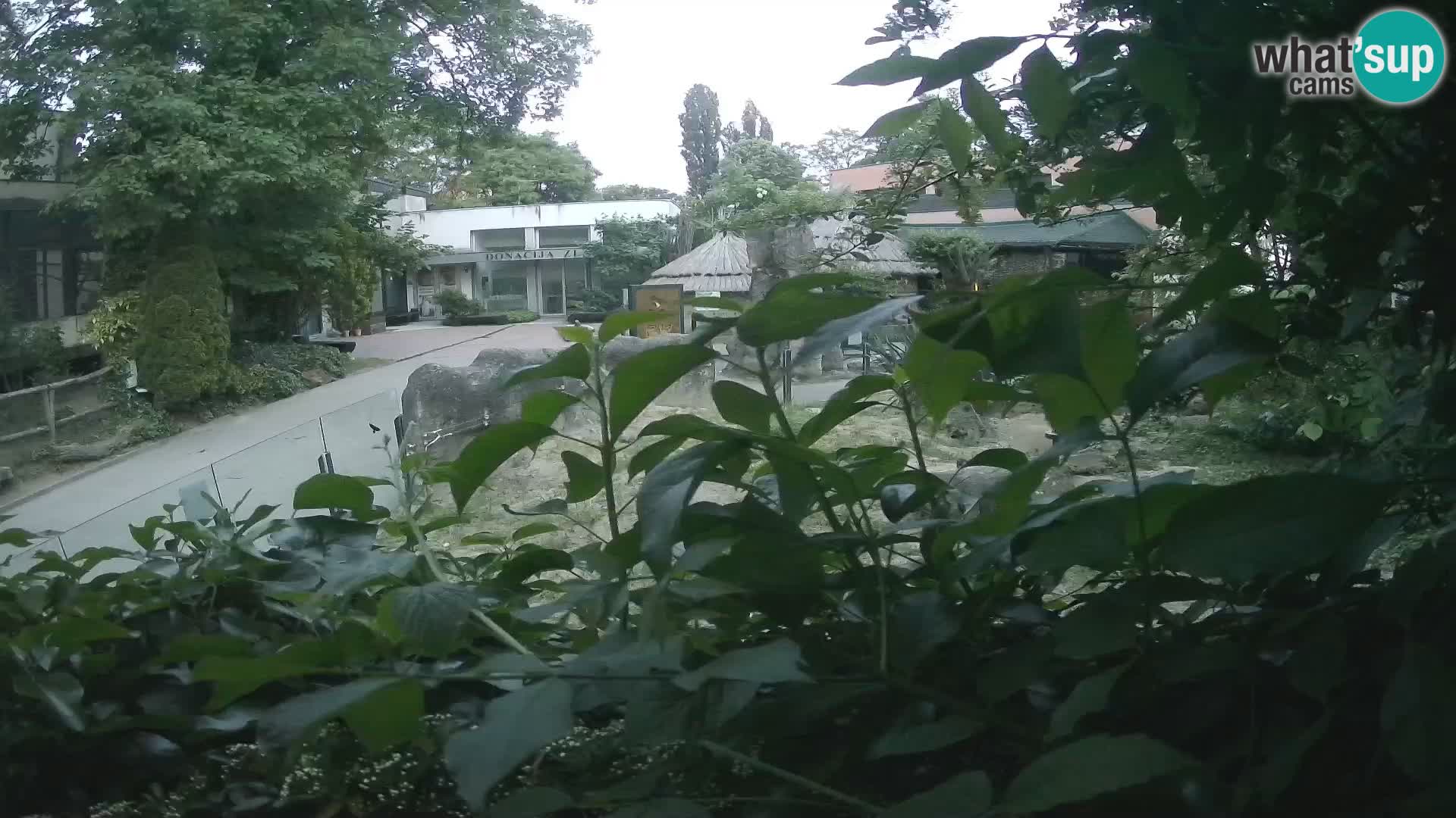 Zoo Zagreb – Suricata