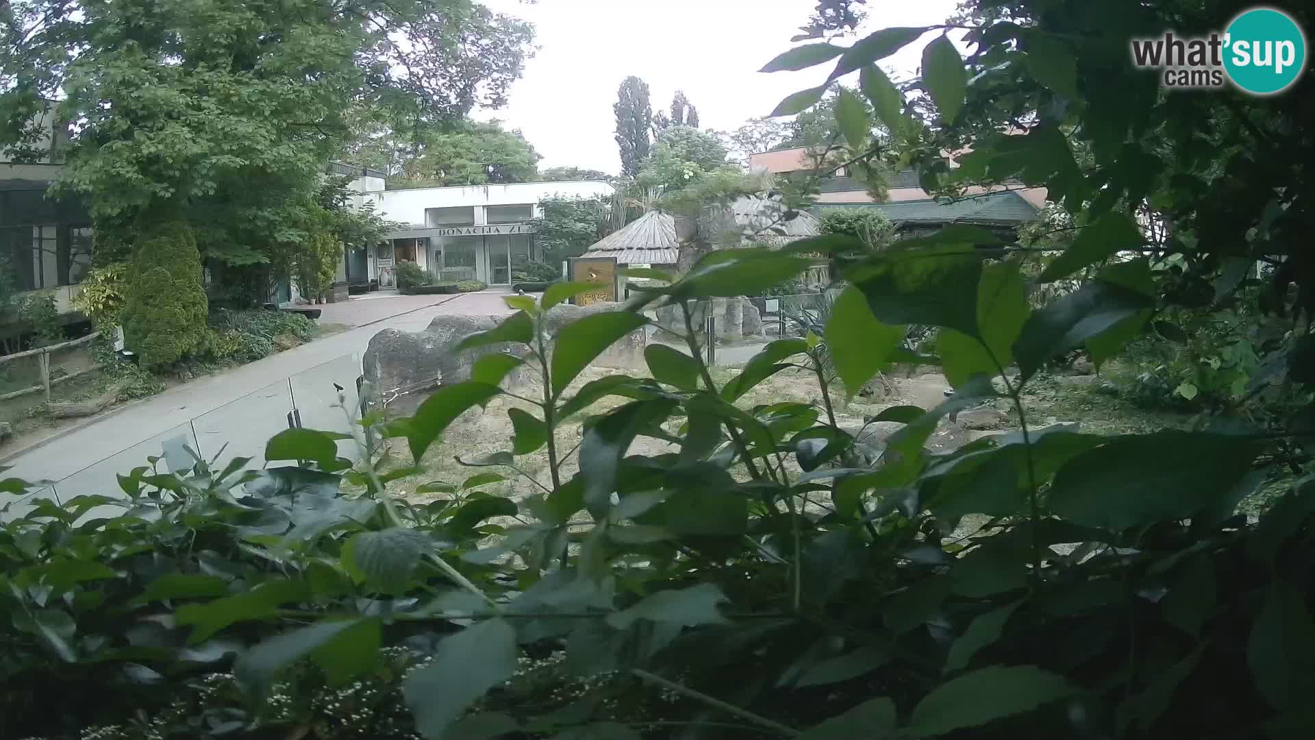 Zoo Zagreb – Merkat