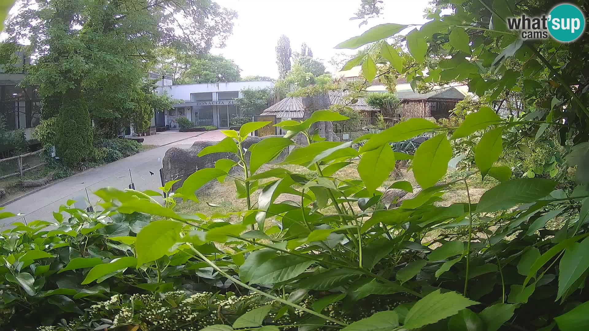 Zoo Zagreb – Suricate
