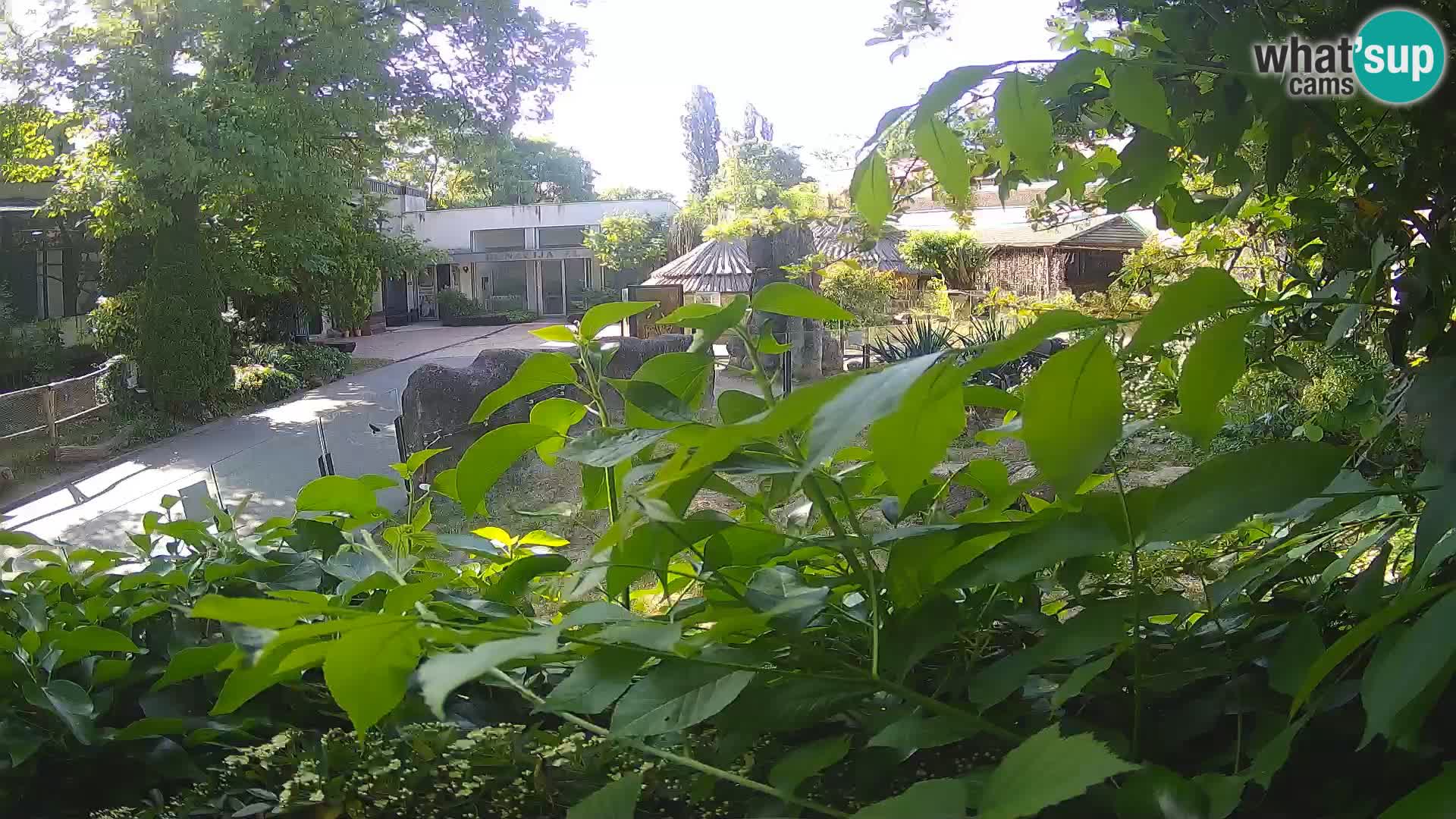 Zoo Zagreb – Surikate