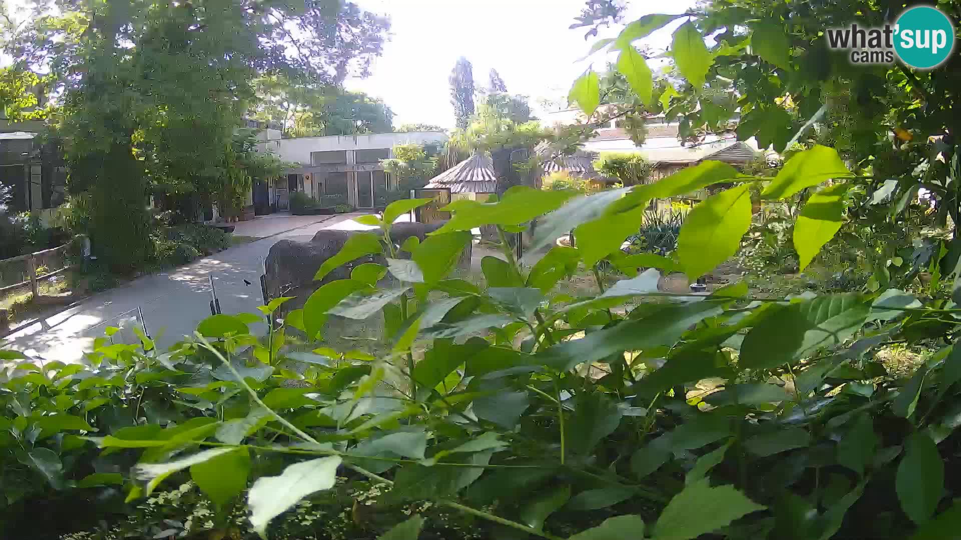 Zoo Zagreb – Erdmännchen