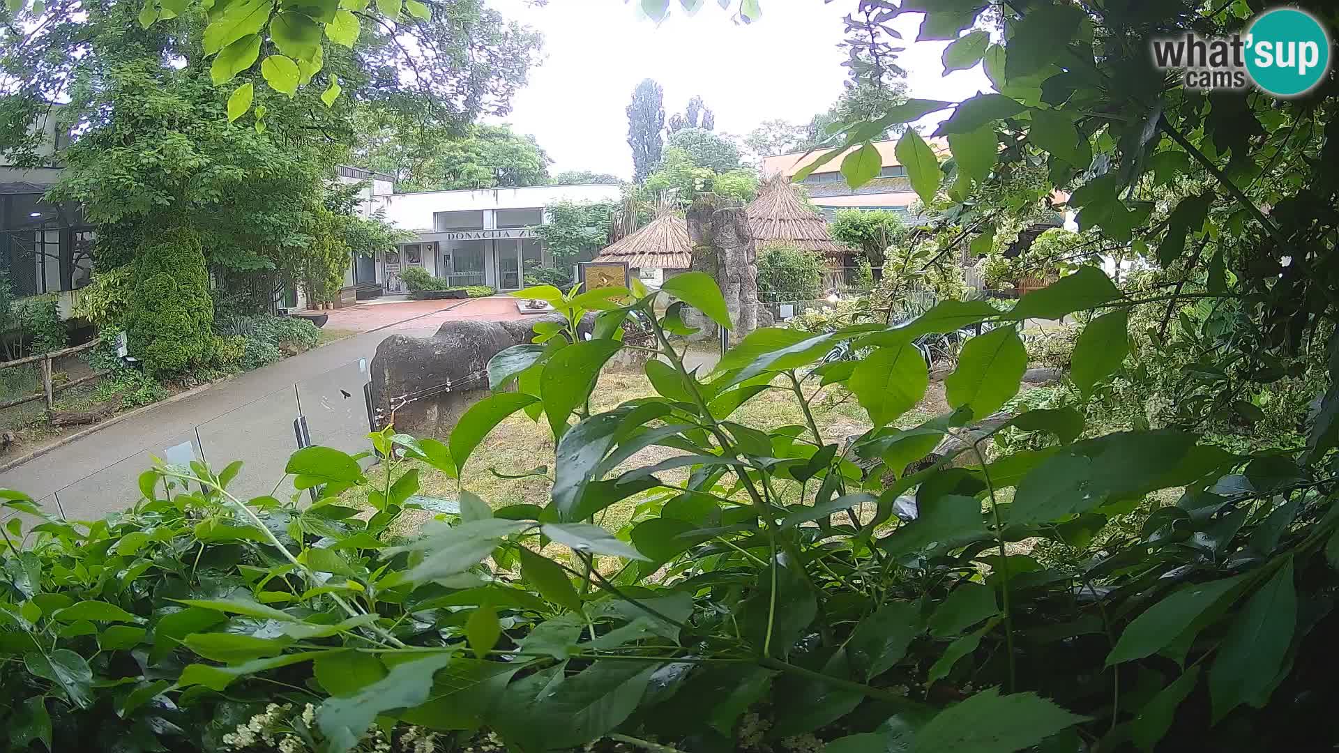 Zoo Zagreb – Merkat