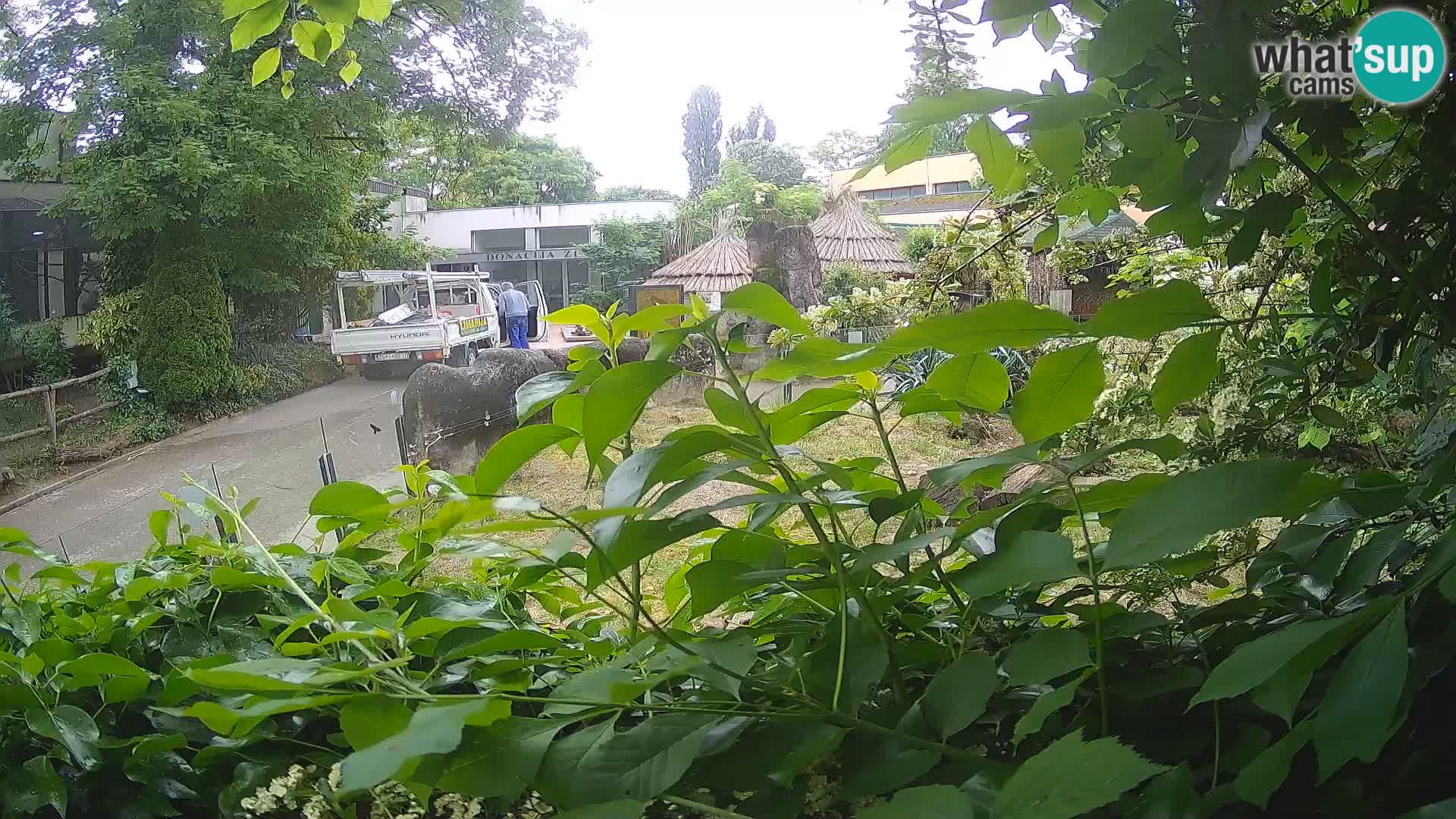 Zoo Zagreb – Merkat