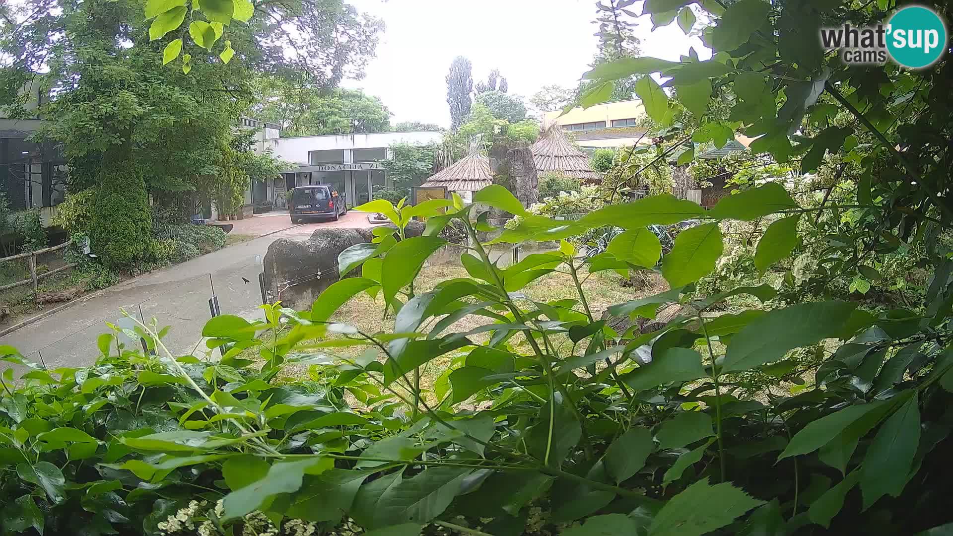 Zoo Zagreb – Surikate