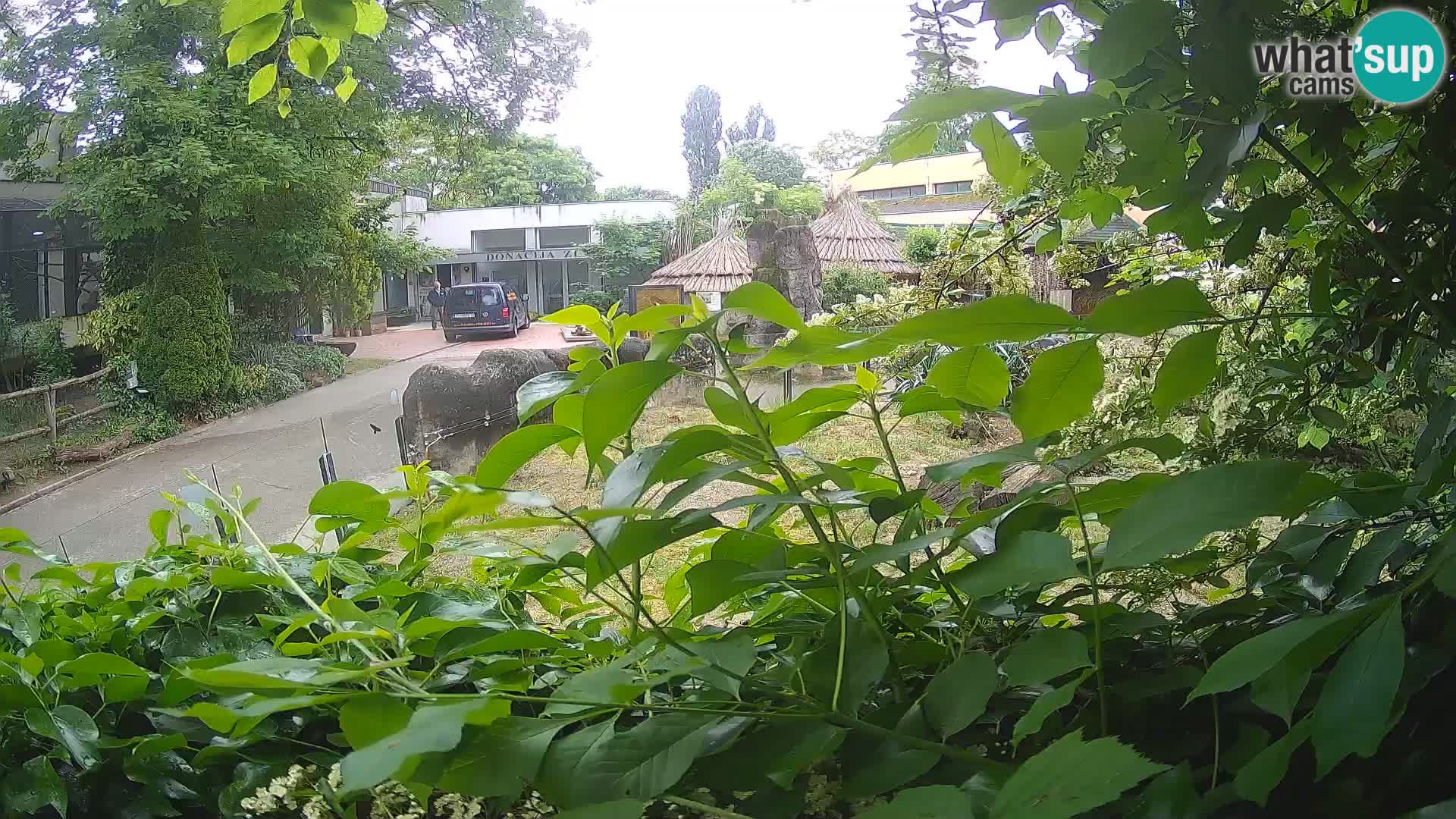 Zoo Zagreb – Suricate