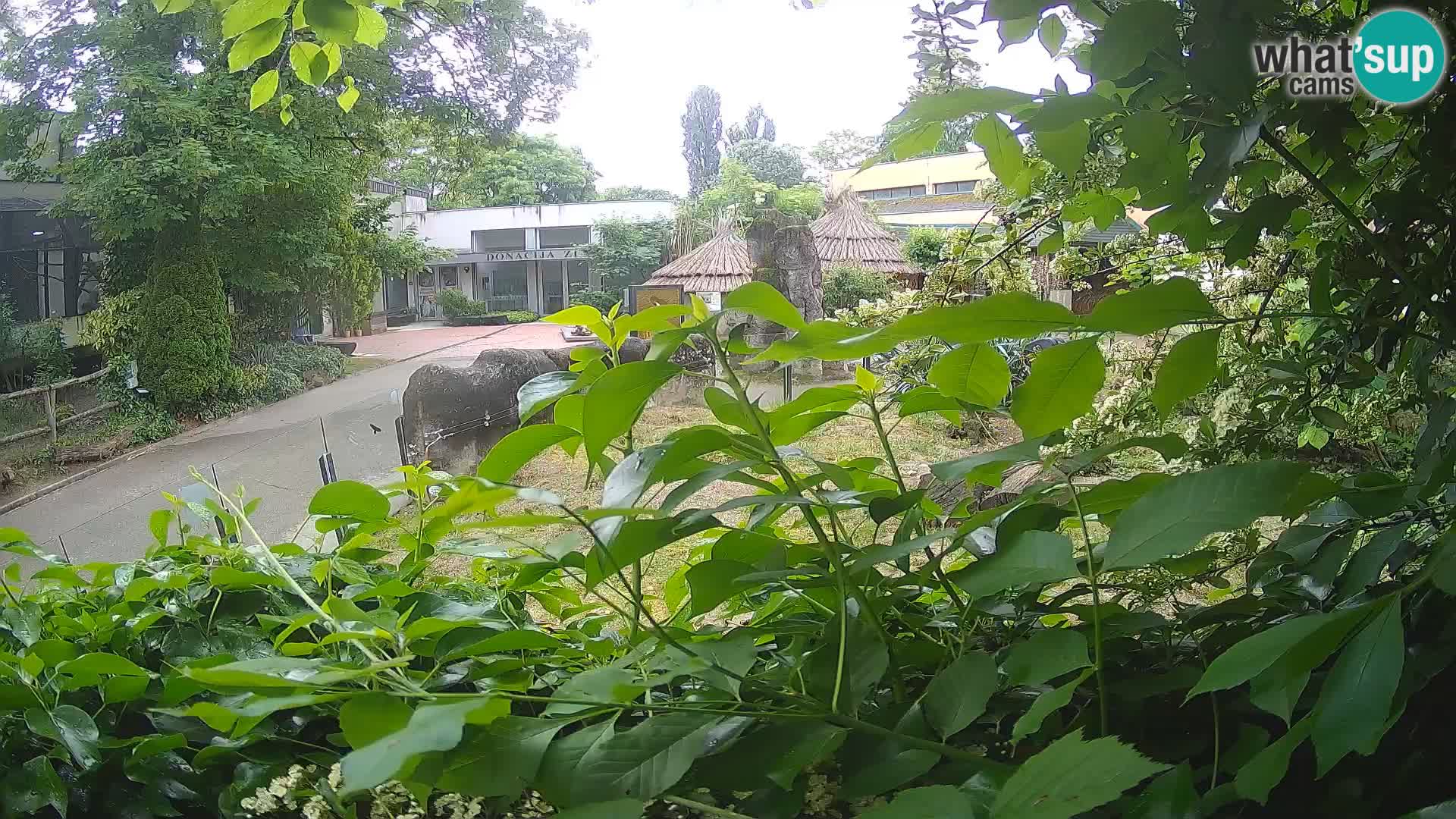 Zoo Zagreb – Merkat