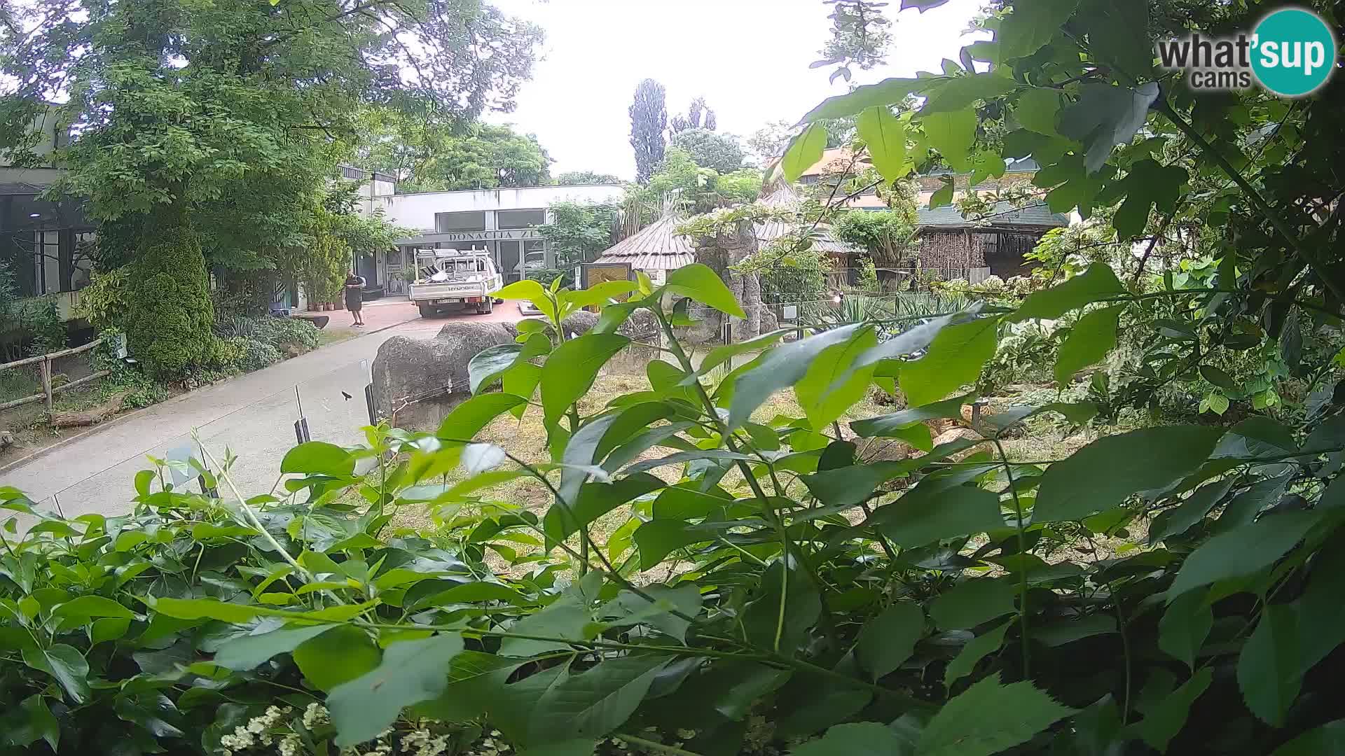Zoo Zagreb – Erdmännchen