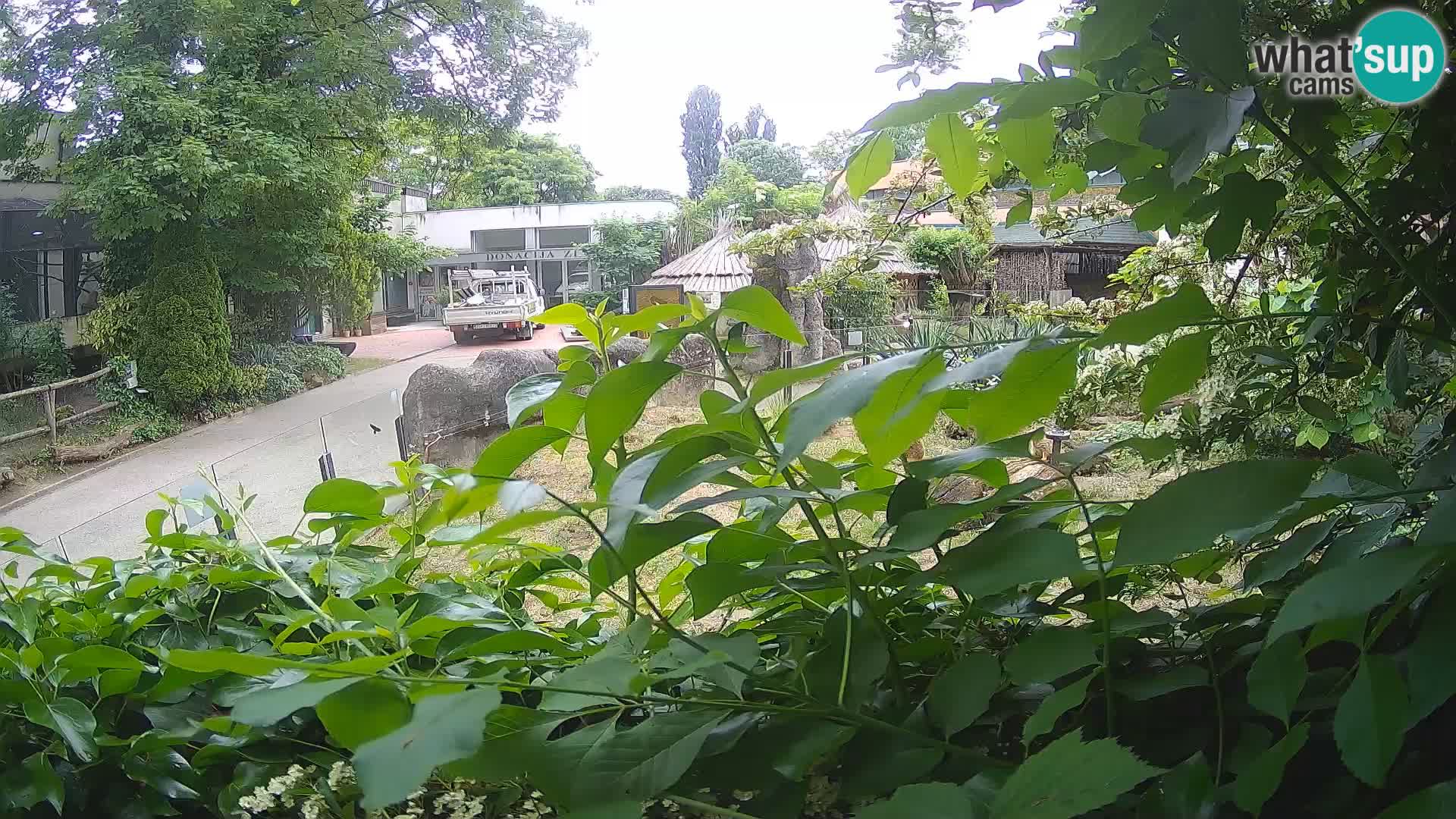 Zoo Zagreb – Suricate