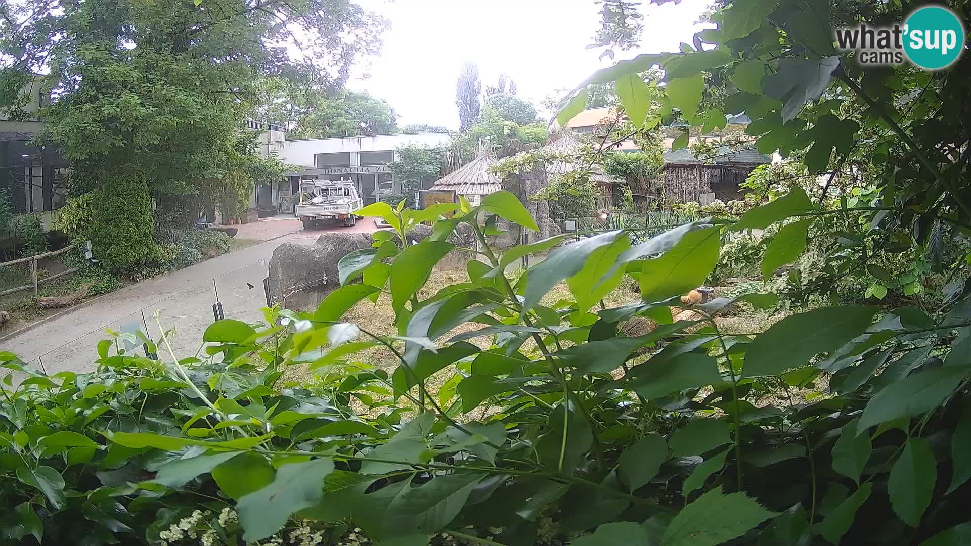 Zoo Zagreb – Merkat