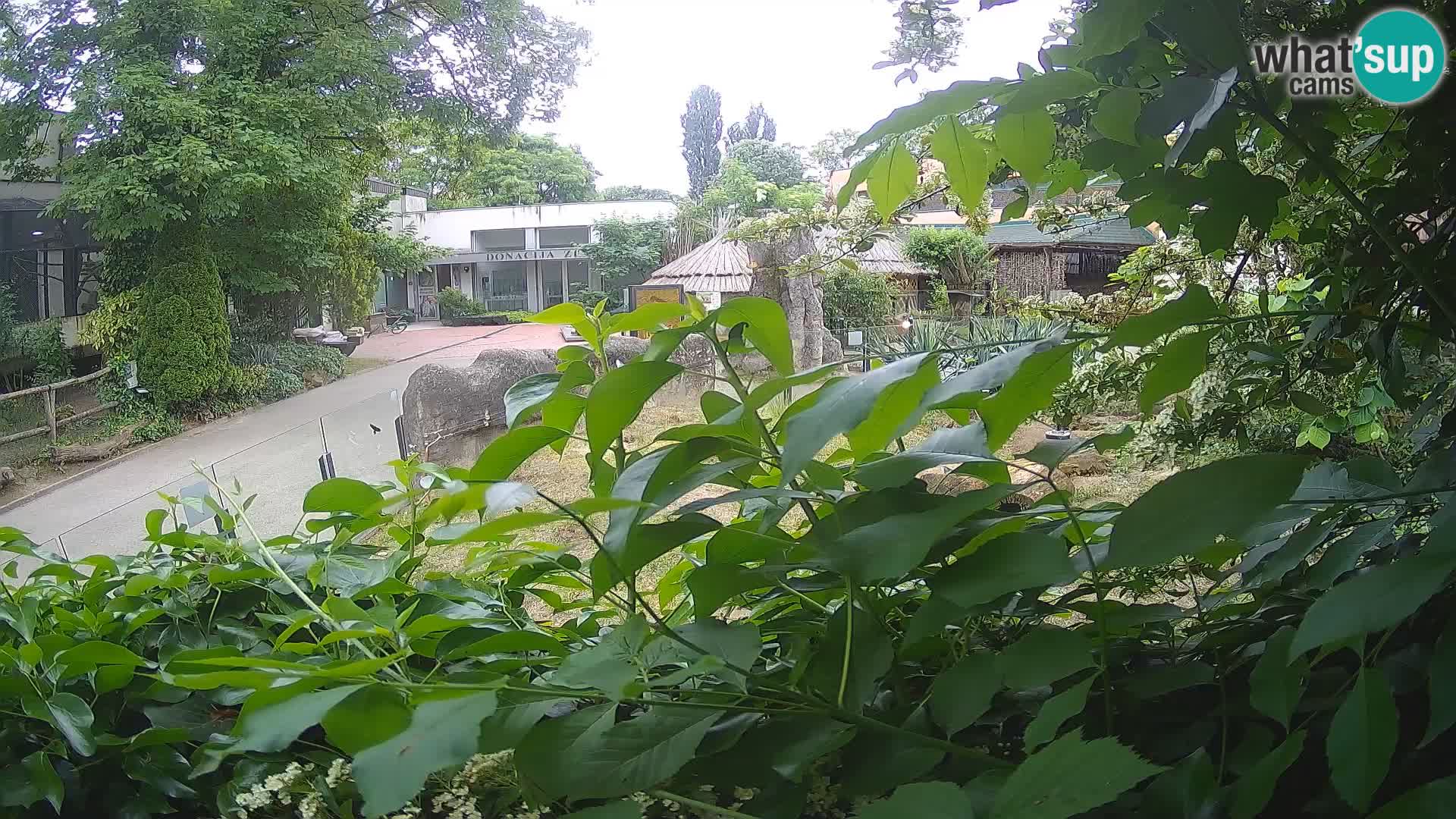 Zoo Zagreb – Suricata