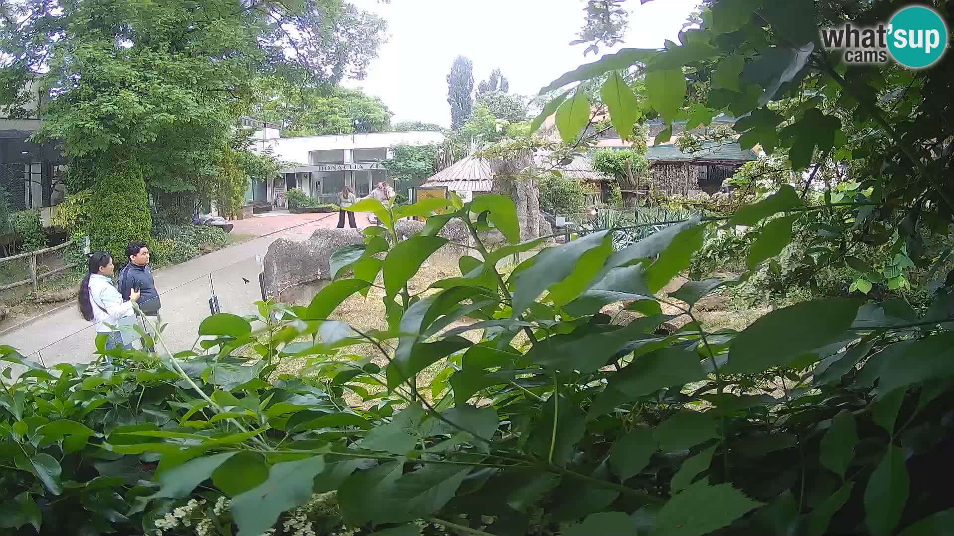 Zoo Zagreb – Surikate