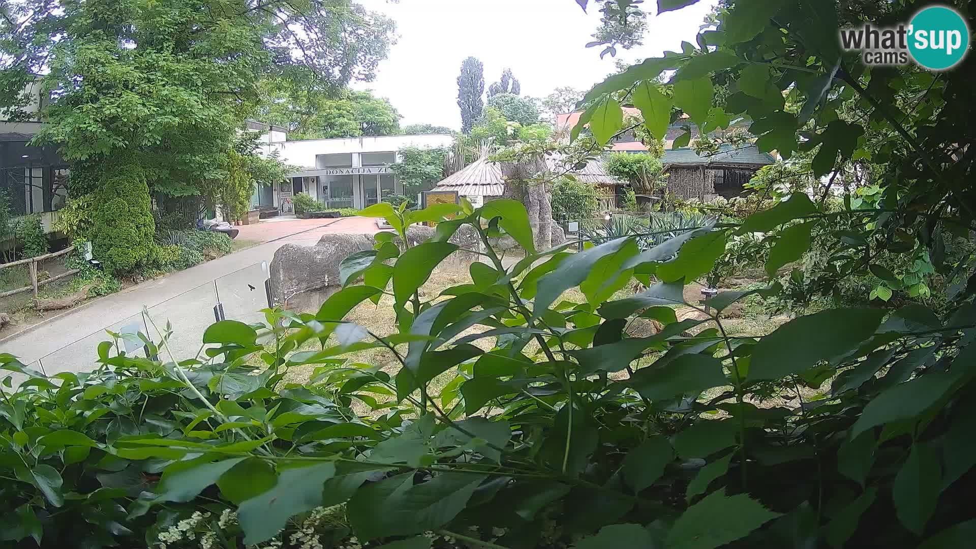 Zoo Zagreb – Merkat