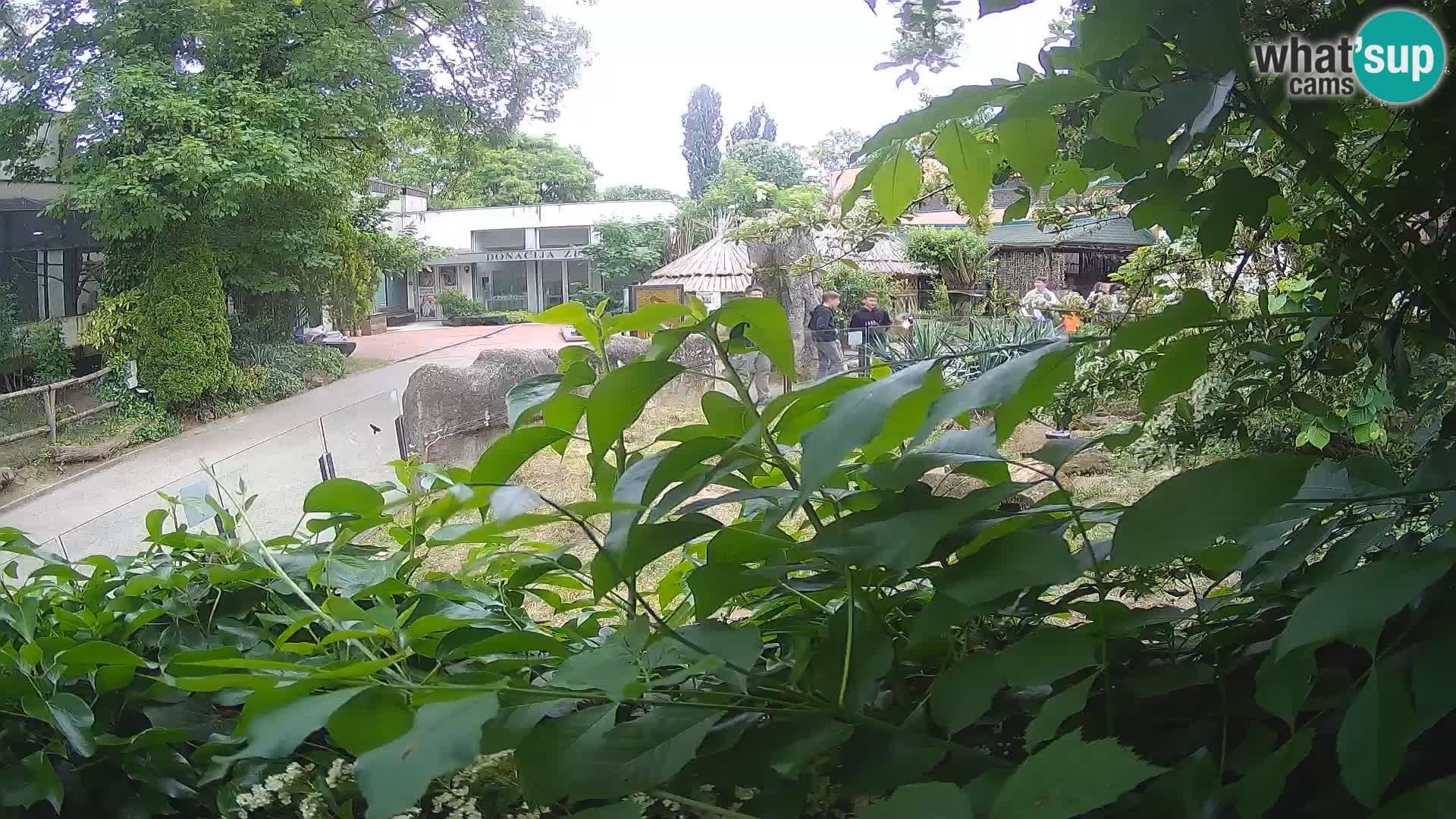 Zoo Zagreb – Merkat