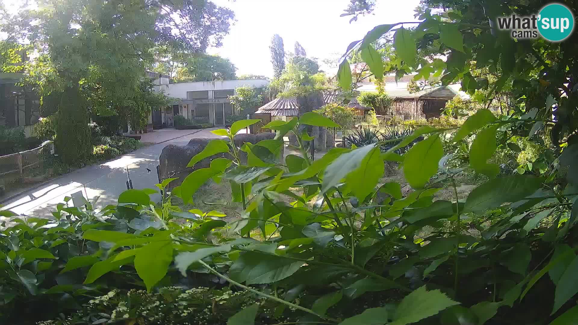 Zoo Zagreb – Surikate