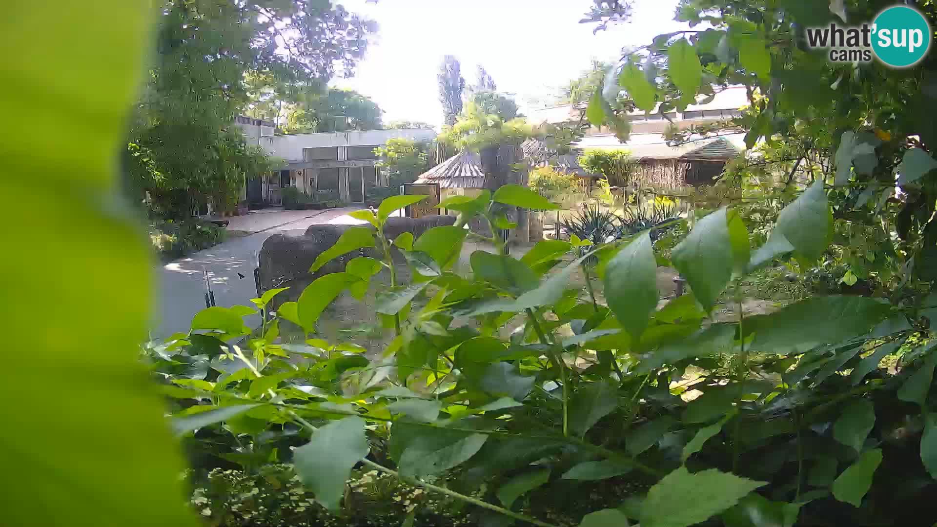 Zoo Zagreb – Erdmännchen