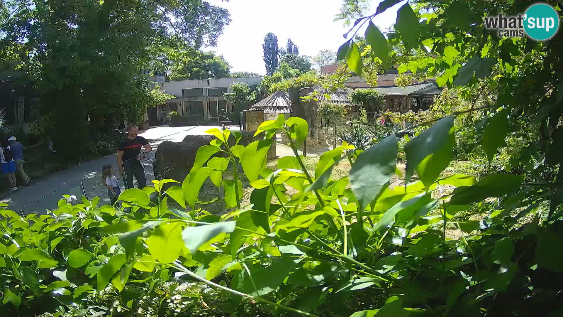 Zoo Zagreb – Suricata