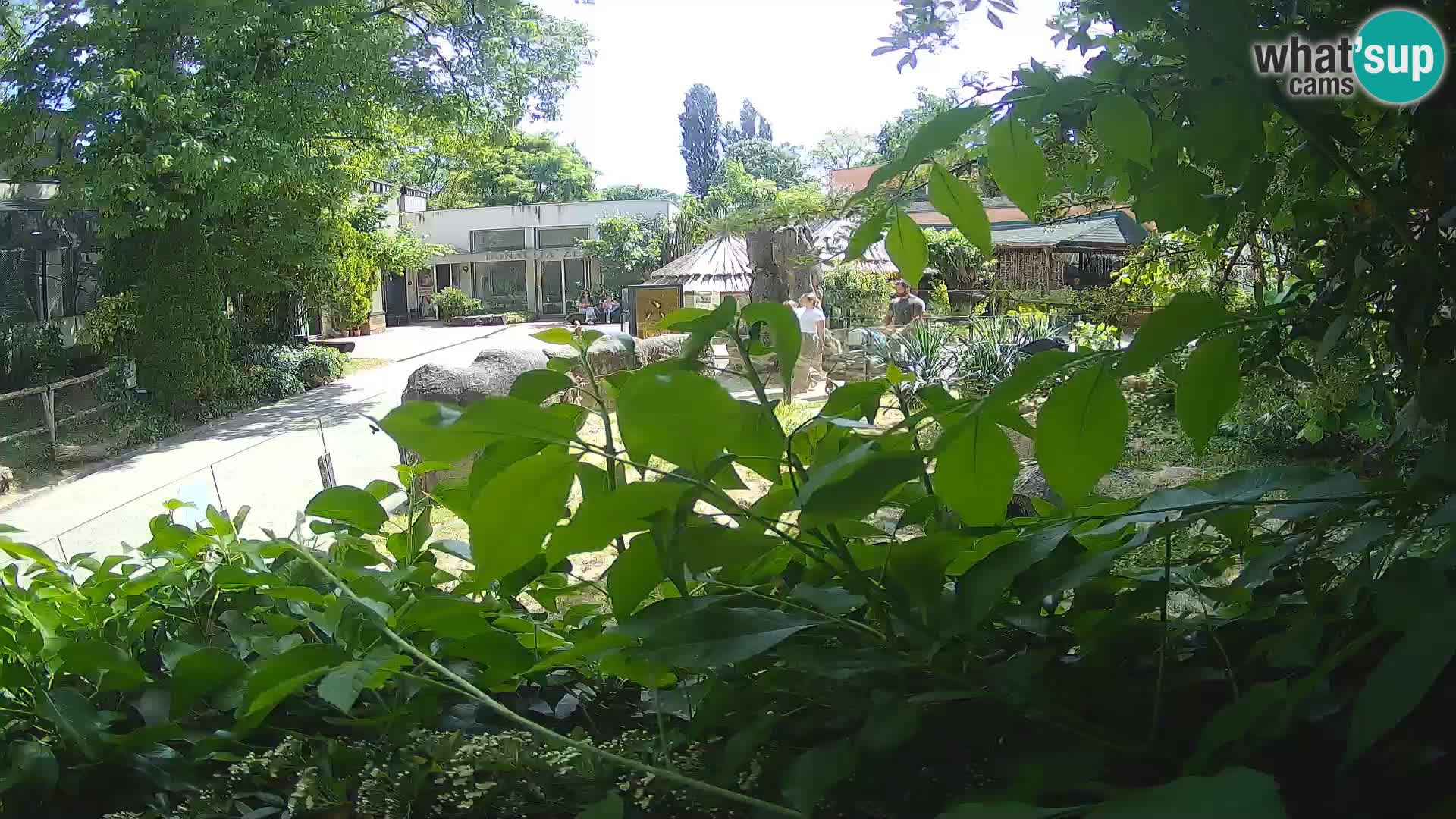 Zoo Zagreb – Merkat