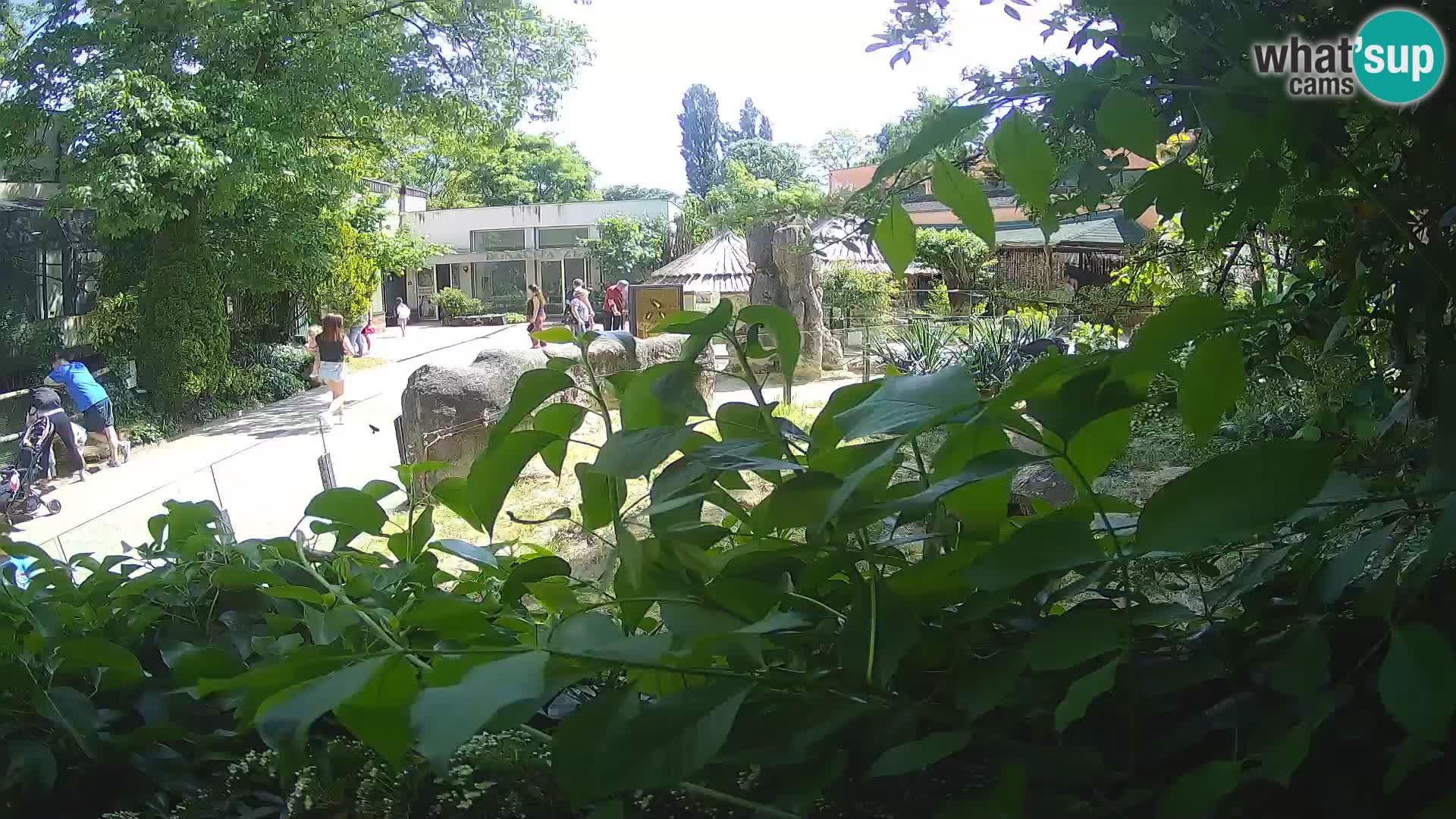 Zoo Zagreb – Suricata