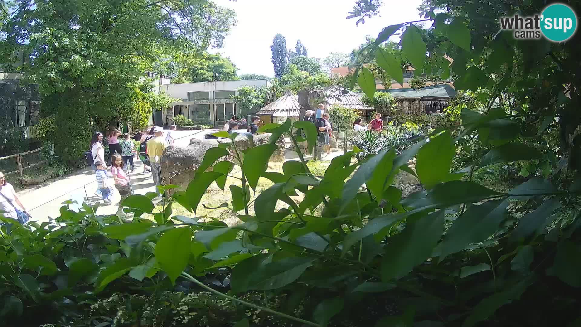 Zoo Zagreb – Suricata