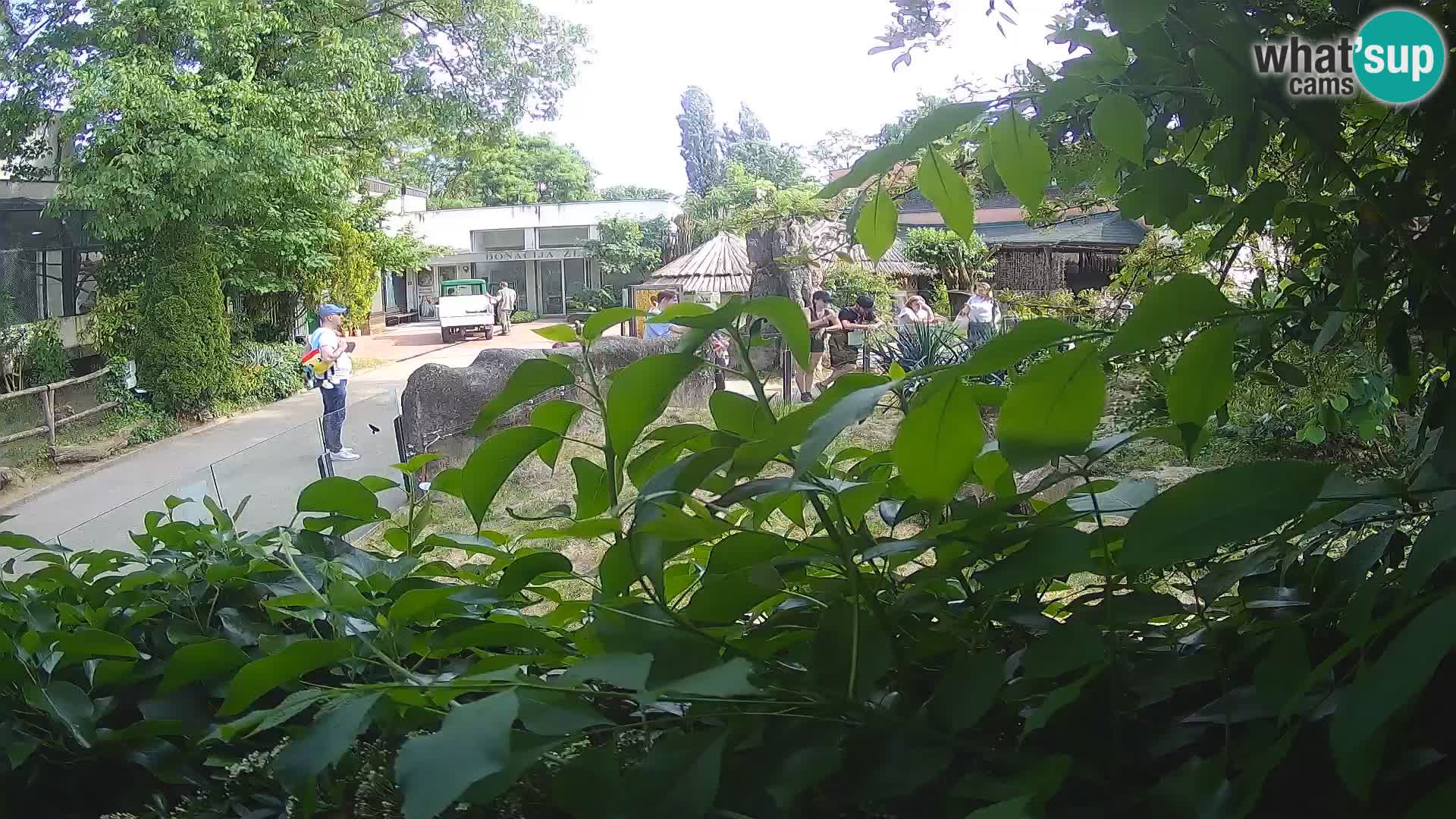Zoo Zagreb – Meerkat (Suricate)