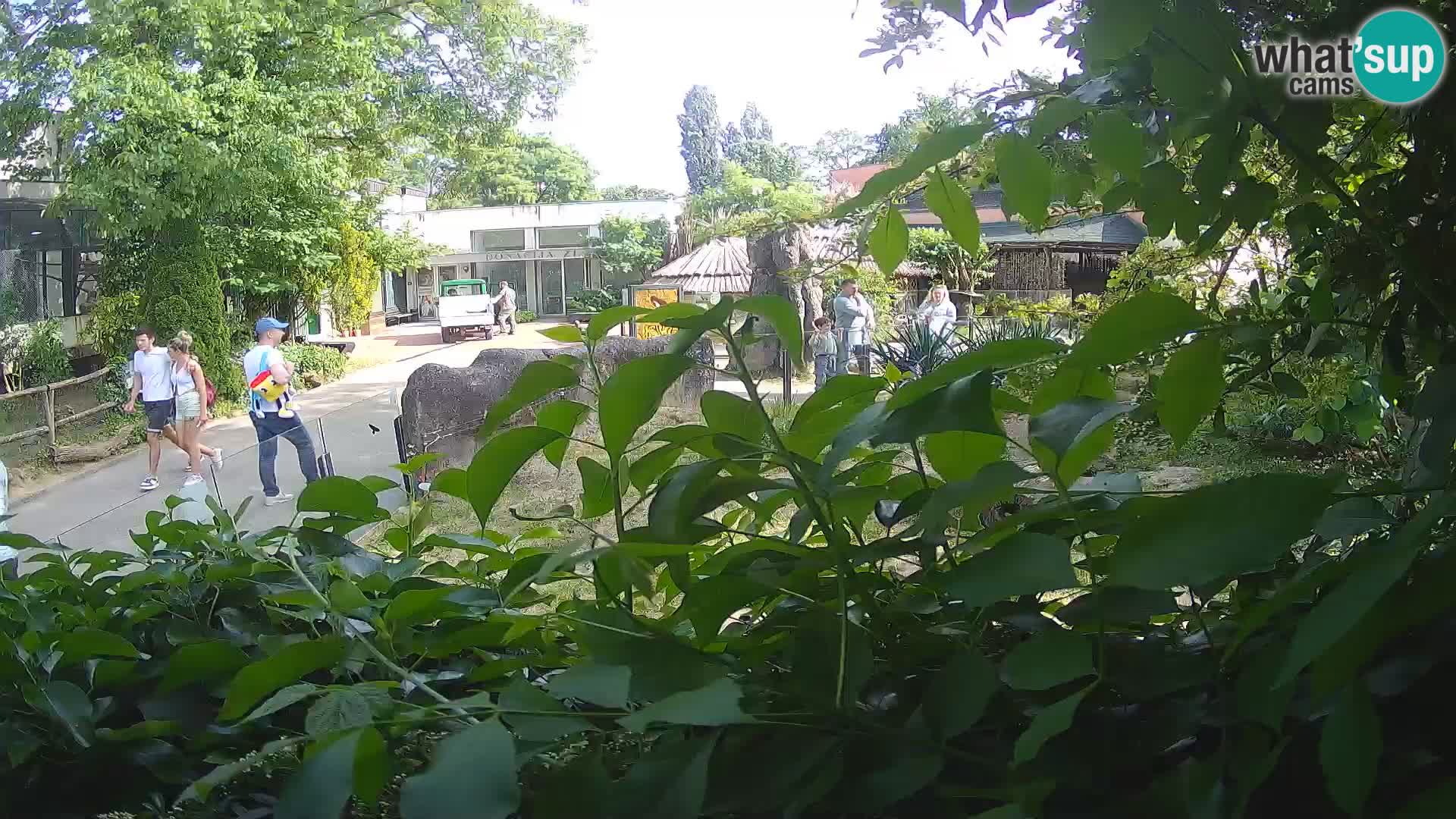 Zoo Zagreb – Meerkat (Suricate)
