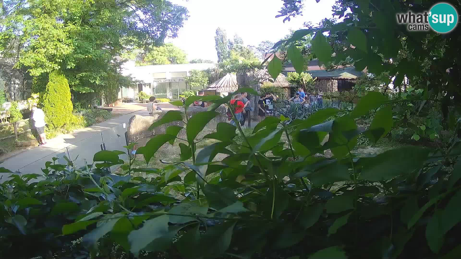 Zoo Zagreb – Erdmännchen