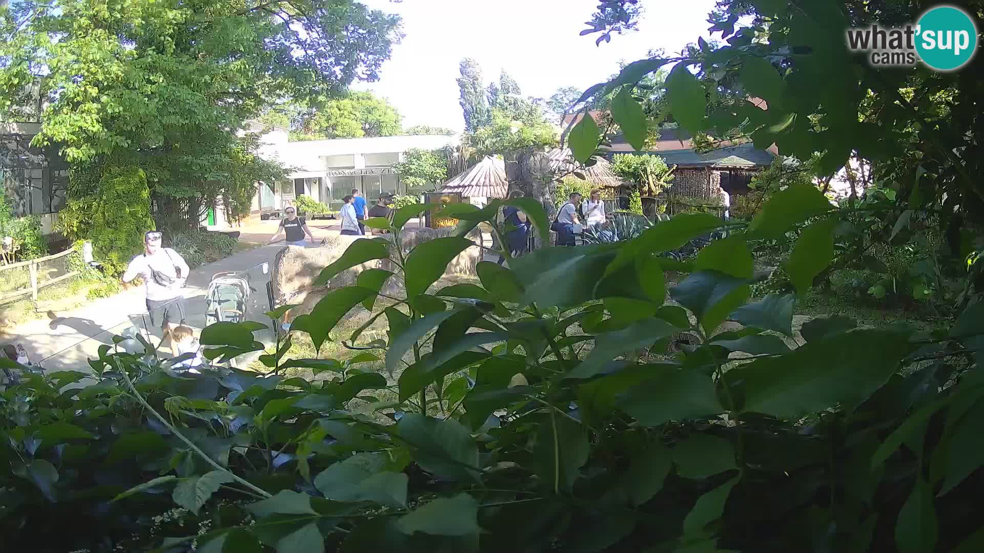 Zoo Zagreb – Surikate