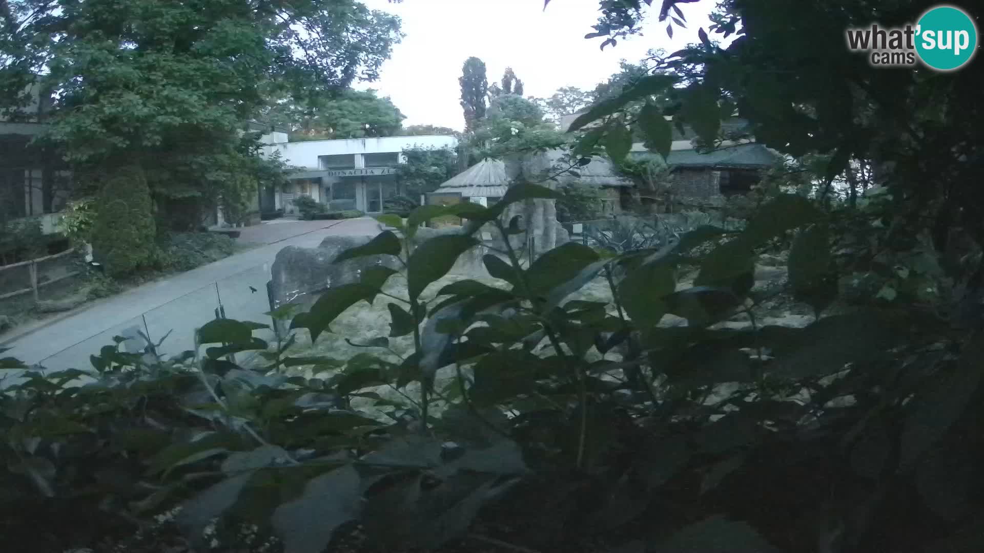 Zoo Zagreb – Suricata