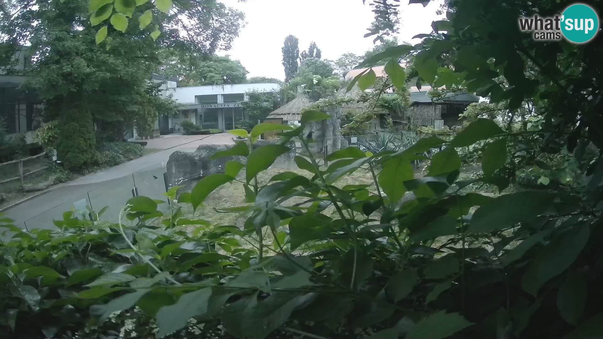 Zoo Zagreb – Surikate