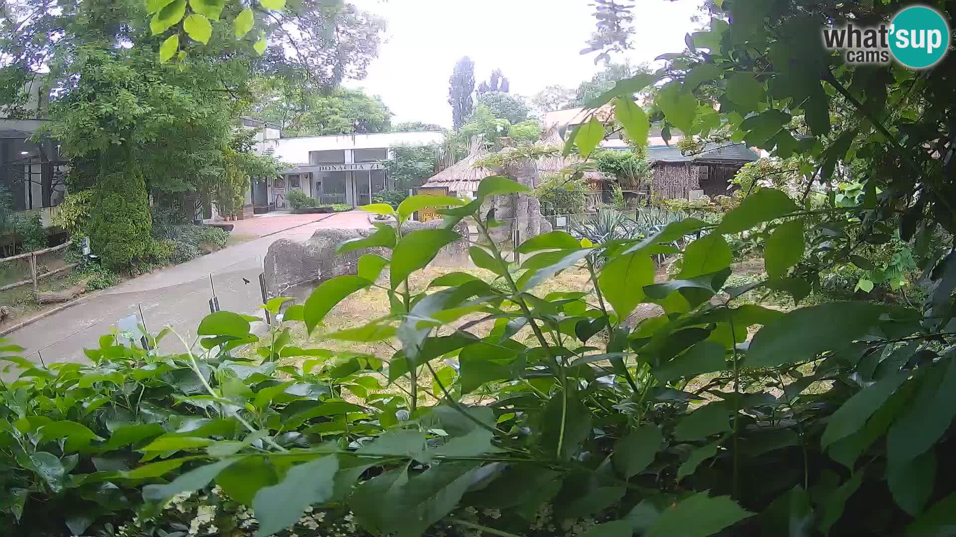 Zoo Zagreb – Merkat