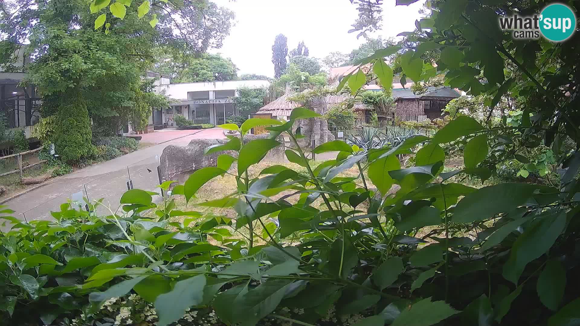 Zoo Zagreb – Surikate