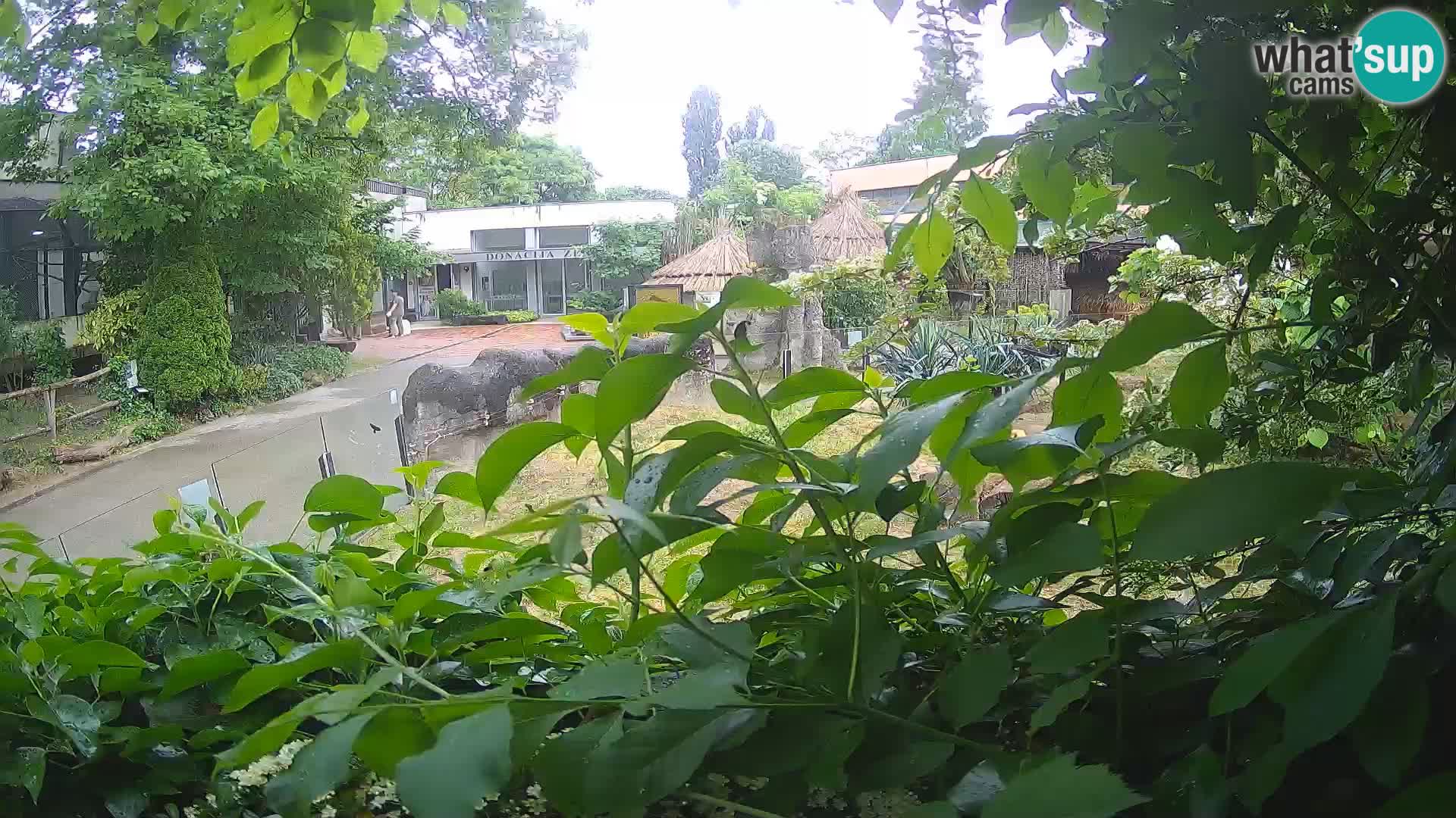Zoo Zagreb – Surikate