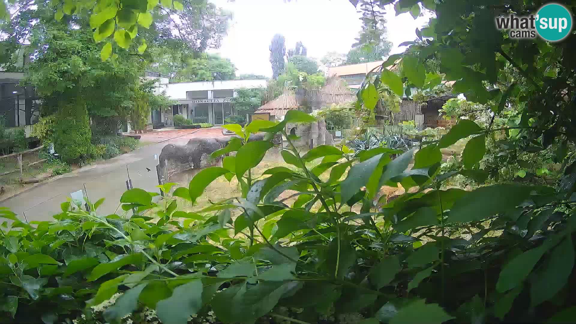 Zoo Zagreb – Surikate