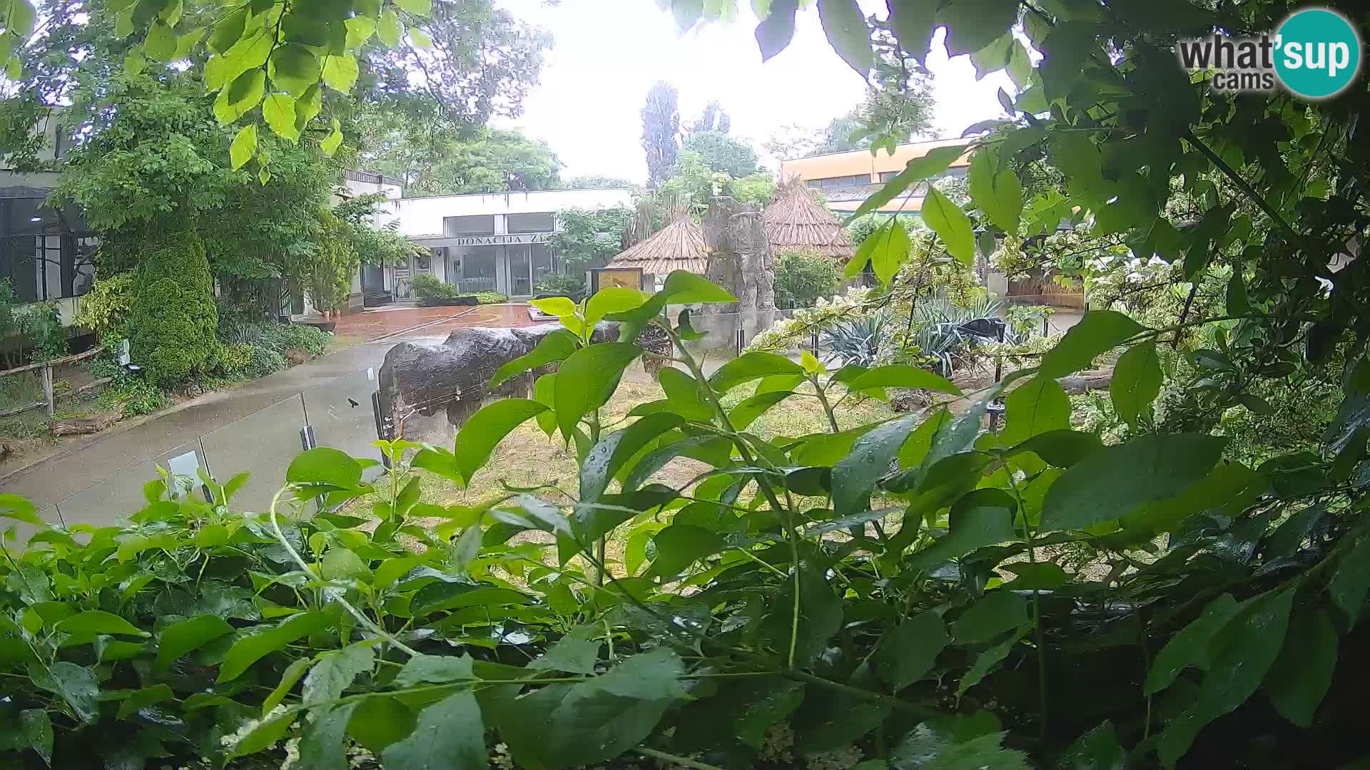 Zoo Zagreb – Merkat