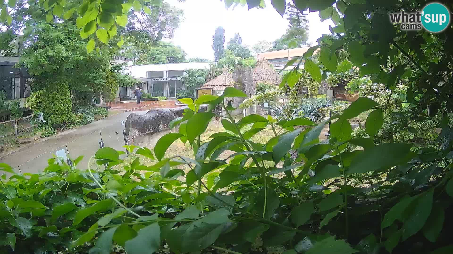 Zoo Zagreb – Surikate