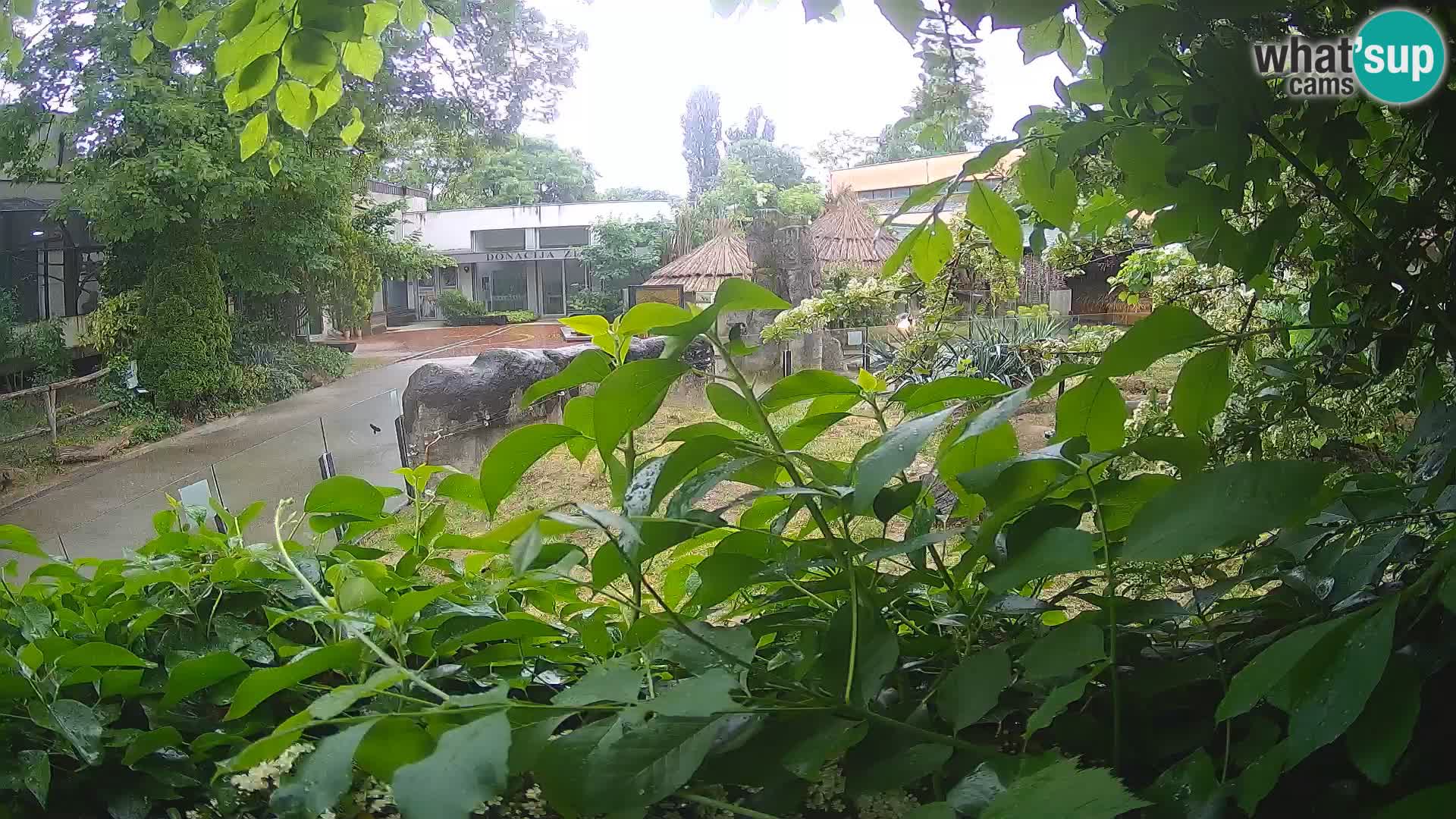 Zoo Zagreb – Surikate