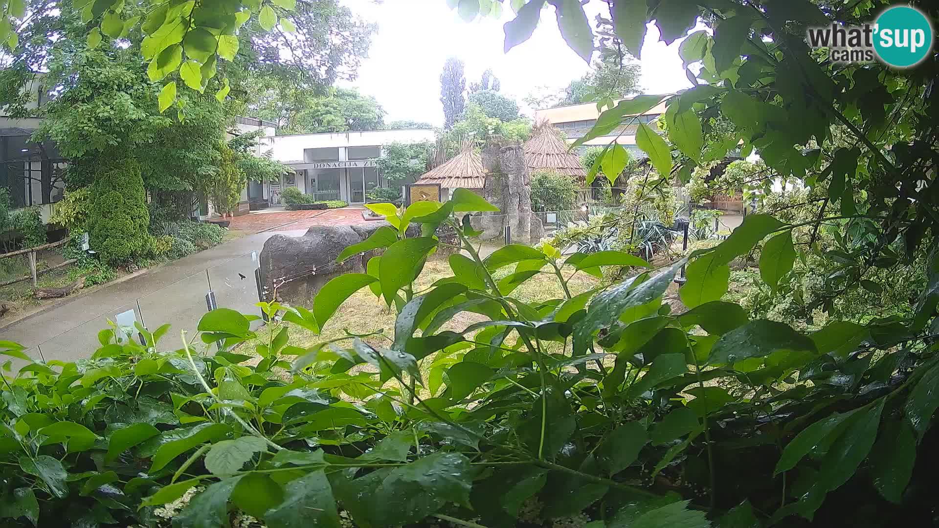Zoo Zagreb – Surikate
