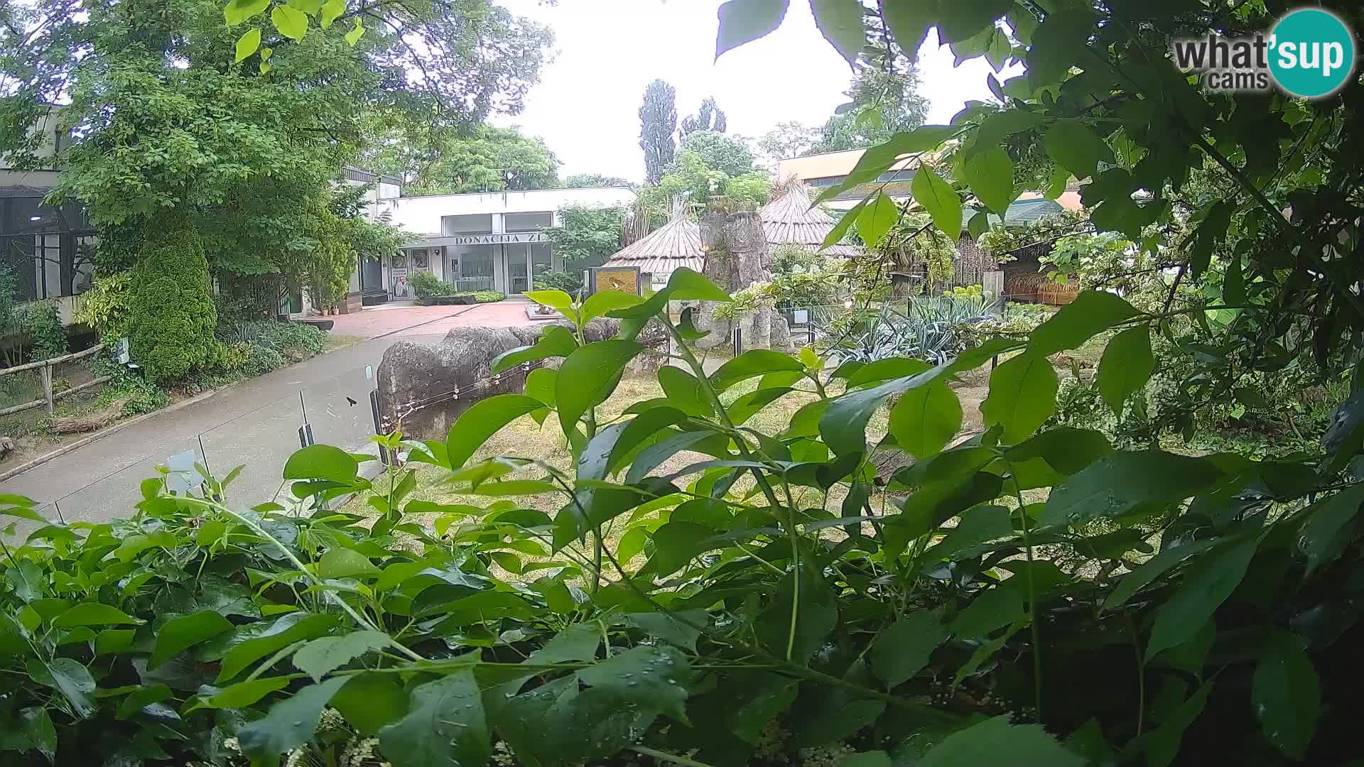 Zoo Zagreb – Merkat