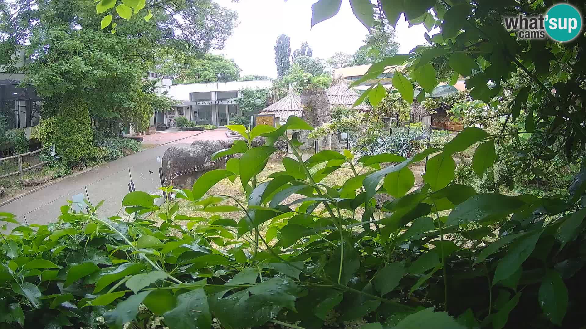 Zoo Zagreb – Suricata