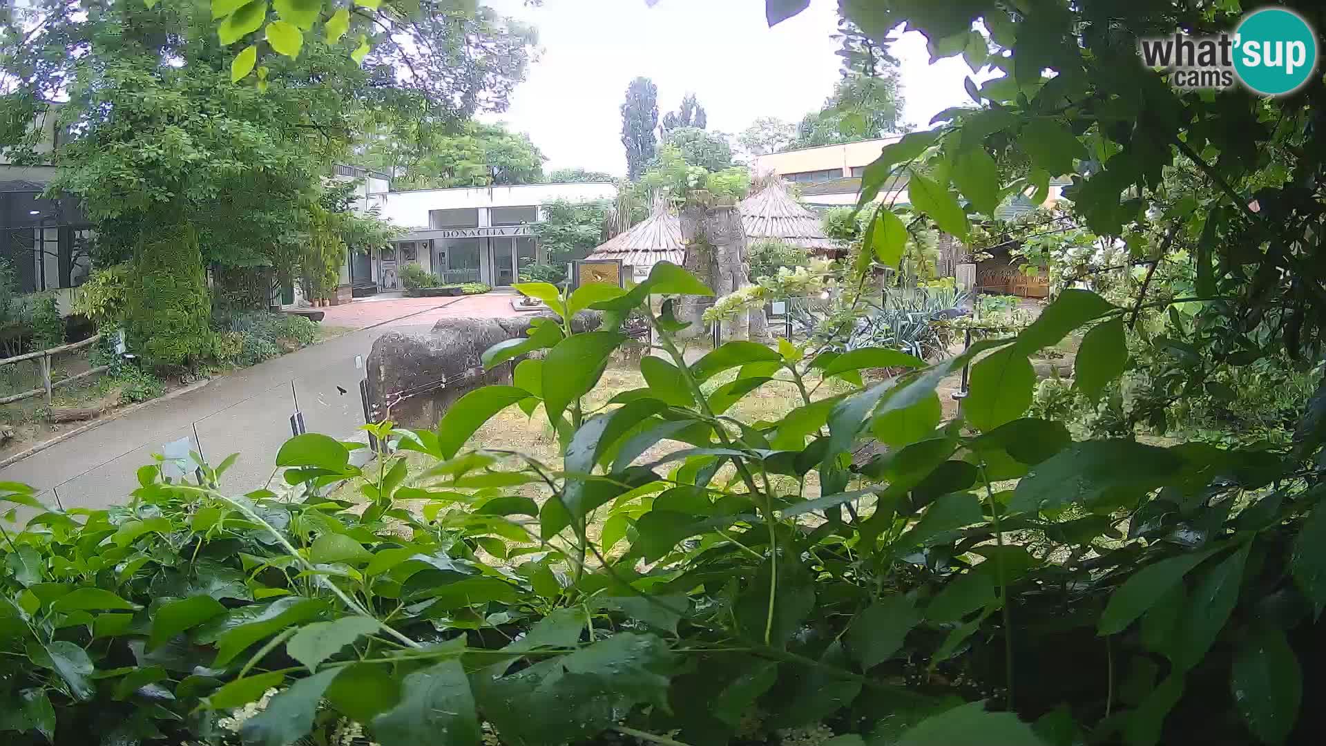 Zoo Zagreb – Surikate