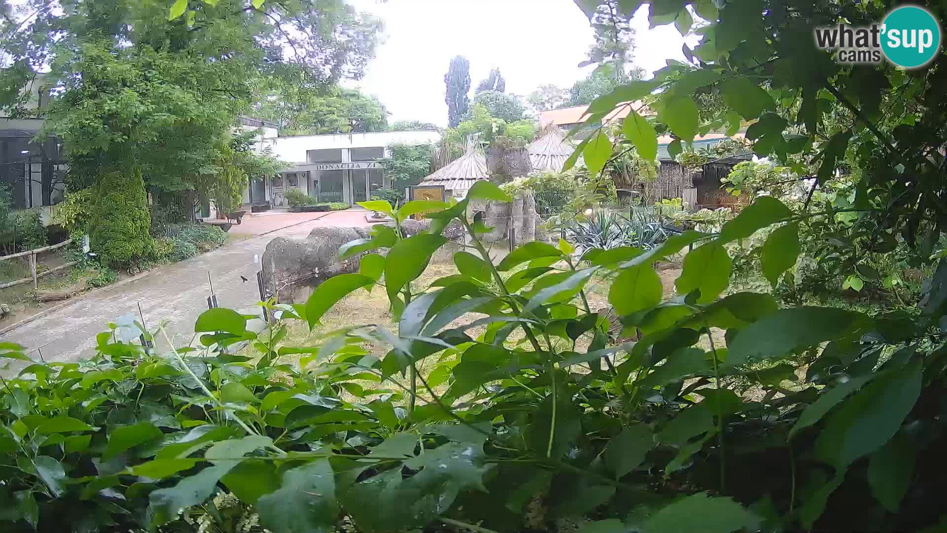 Zoo Zagreb – Suricata