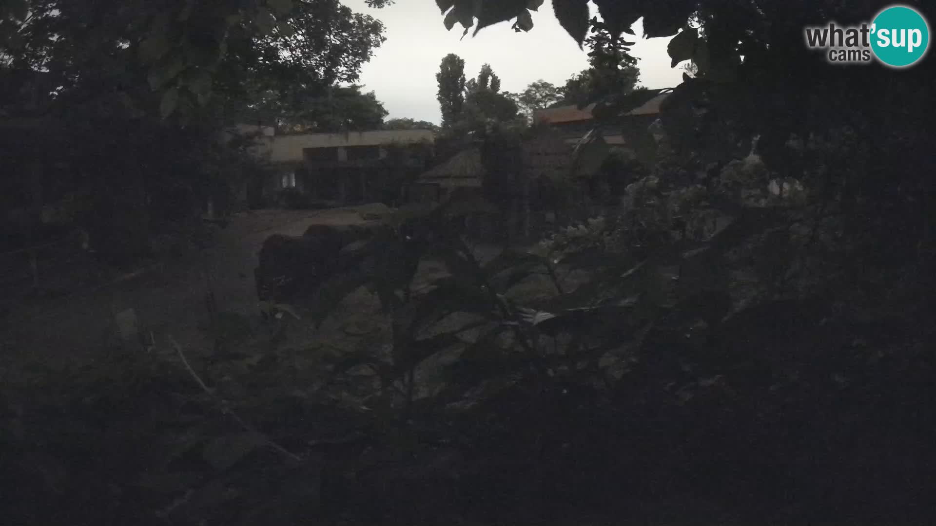 Zoo Zagreb – Erdmännchen
