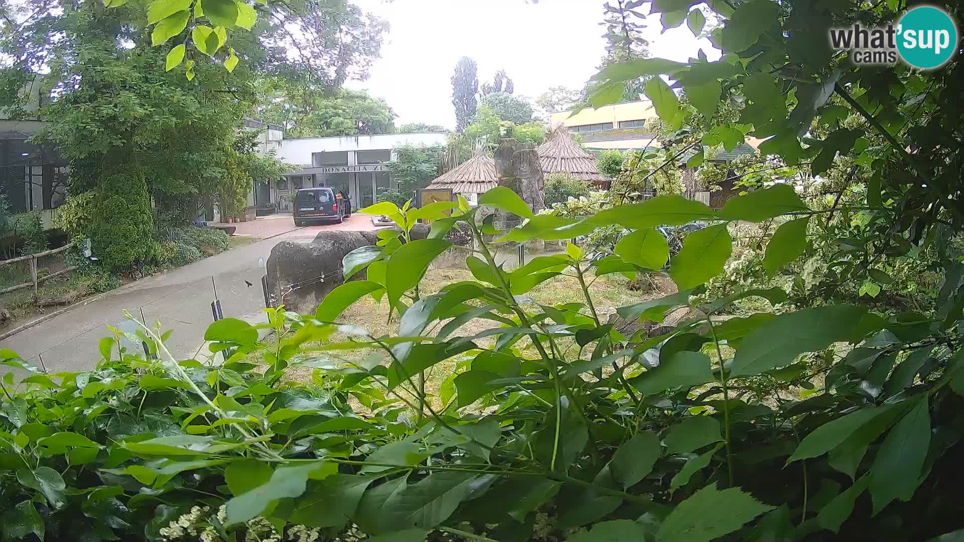 Zoo Zagreb – Suricate