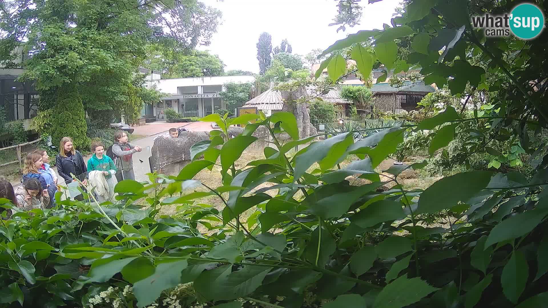 Zoo Zagreb – Suricate