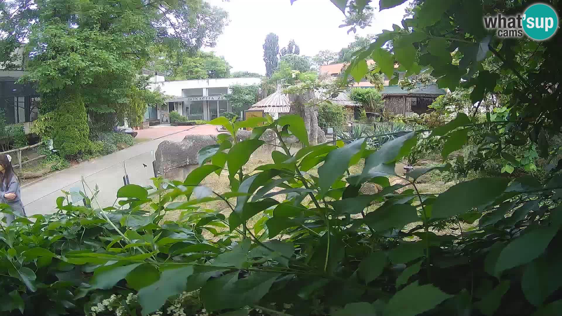 Zoo Zagreb – Suricata