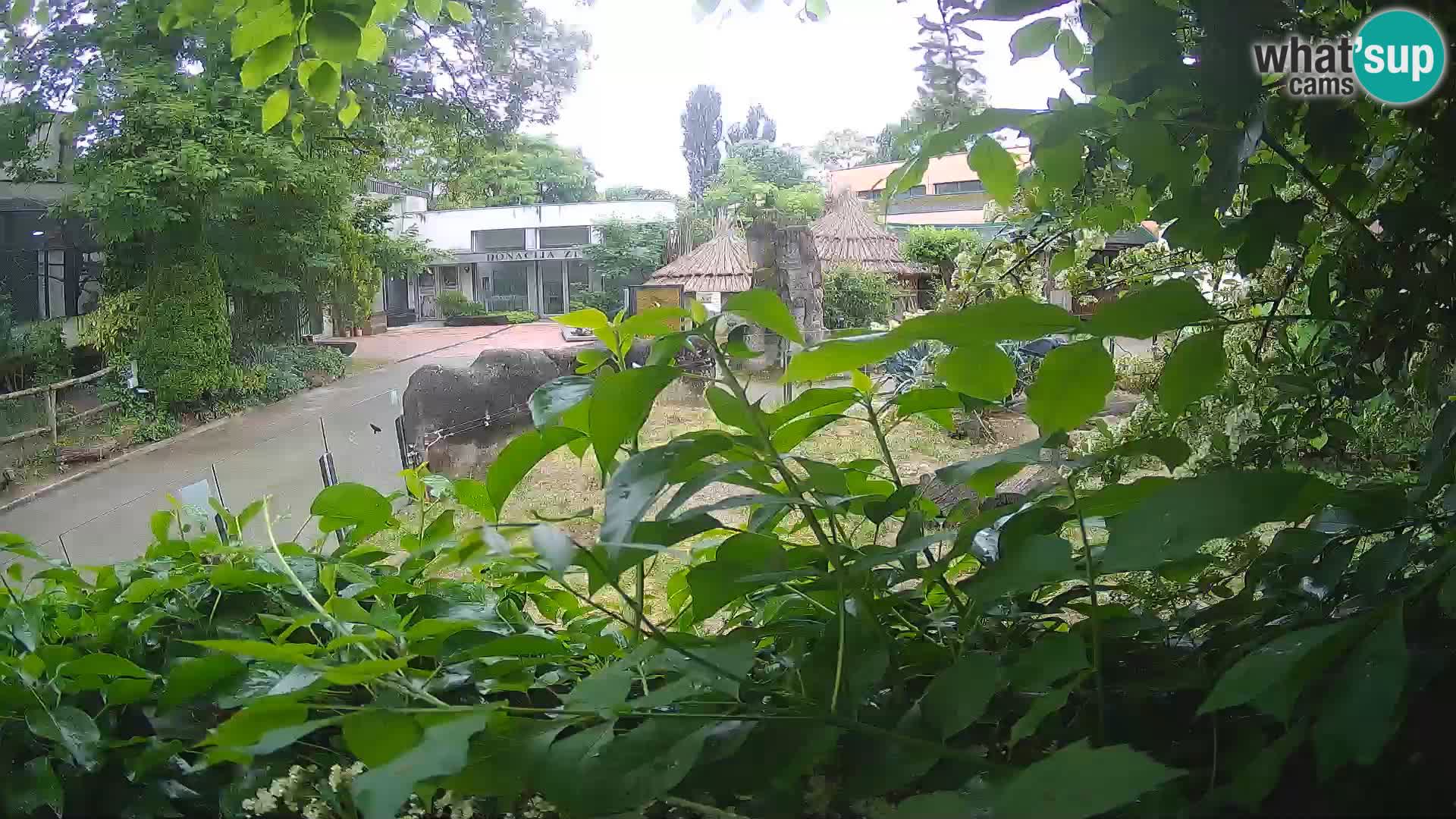 Zoo Zagreb – Surikate
